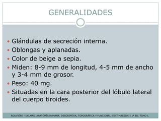 GENERALIDADES
 Glándulas de secreción interna.
 Oblongas y aplanadas.
 Color de beige a sepia.
 Miden: 8-9 mm de longitud, 4-5 mm de ancho
y 3-4 mm de grosor.
 Peso: 40 mg.
 Situadas en la cara posterior del lóbulo lateral
del cuerpo tiroides.
ROUVIÉRE - DELMAS. ANATOMÍA HUMANA. DESCRIPTIVA, TOPOGRÁFICA Y FUNCIONAL. EDIT MASSON. 11ª ED. TOMO I.
 