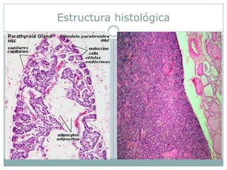 Estructura histológica
 