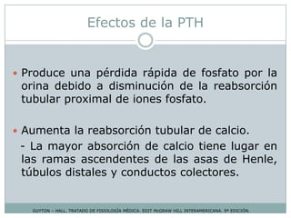 Efectos de la PTH
GUYTON – HALL. TRATADO DE FISIOLOGÍA MÉDICA. EDIT McGRAW HILL INTERAMERICANA. 9ª EDICIÓN.
 Produce una pérdida rápida de fosfato por la
orina debido a disminución de la reabsorción
tubular proximal de iones fosfato.
 Aumenta la reabsorción tubular de calcio.
- La mayor absorción de calcio tiene lugar en
las ramas ascendentes de las asas de Henle,
túbulos distales y conductos colectores.
 