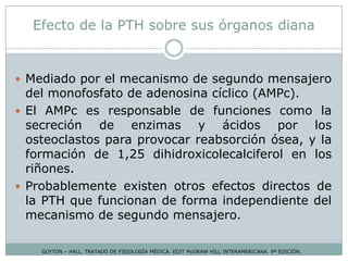 Efecto de la PTH sobre sus órganos diana
GUYTON – HALL. TRATADO DE FISIOLOGÍA MÉDICA. EDIT McGRAW HILL INTERAMERICANA. 9ª EDICIÓN.
 Mediado por el mecanismo de segundo mensajero
del monofosfato de adenosina cíclico (AMPc).
 El AMPc es responsable de funciones como la
secreción de enzimas y ácidos por los
osteoclastos para provocar reabsorción ósea, y la
formación de 1,25 dihidroxicolecalciferol en los
riñones.
 Probablemente existen otros efectos directos de
la PTH que funcionan de forma independiente del
mecanismo de segundo mensajero.
 