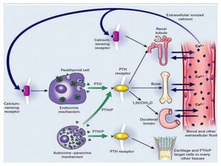 Anatomia y embriologia de paratiroides