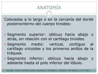 ANATOMÍA
Colocadas a lo largo o en la cercanía del borde
posterointerno del cuerpo tiroides:
 Segmento superior: oblicuo hacia abajo y
atrás, en relación con el cartílago tiroides.
 Segmento medio: vertical, contiguo al
cartílago cricoides y los primeros anillos de la
tráquea.
 Segmento inferior: oblicuo hacia abajo y
adelante hasta el polo inferior del lóbulo.
ROUVIÉRE - DELMAS. ANATOMÍA HUMANA. DESCRIPTIVA, TOPOGRÁFICA Y FUNCIONAL. EDIT MASSON. 11ª ED. TOMO I.
 