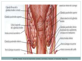 NETTER, FRANK. ATLAS DE ANATOMÍA HUMANA. EDITORIAL MASSON. 2ª EDICIÓN. PÁGS 604.
 