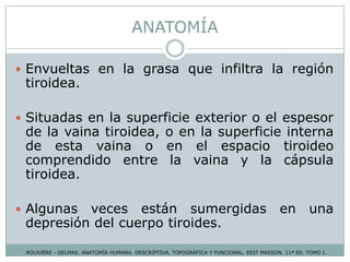 ANATOMÍA
 Envueltas en la grasa que infiltra la región
tiroidea.
 Situadas en la superficie exterior o el espesor
de la vaina tiroidea, o en la superficie interna
de esta vaina o en el espacio tiroideo
comprendido entre la vaina y la cápsula
tiroidea.
 Algunas veces están sumergidas en una
depresión del cuerpo tiroides.
ROUVIÉRE - DELMAS. ANATOMÍA HUMANA. DESCRIPTIVA, TOPOGRÁFICA Y FUNCIONAL. EDIT MASSON. 11ª ED. TOMO I.
 