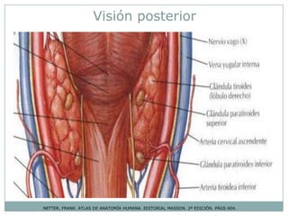 NETTER, FRANK. ATLAS DE ANATOMÍA HUMANA. EDITORIAL MASSON. 2ª EDICIÓN. PÁGS 604.
Visión posterior
 