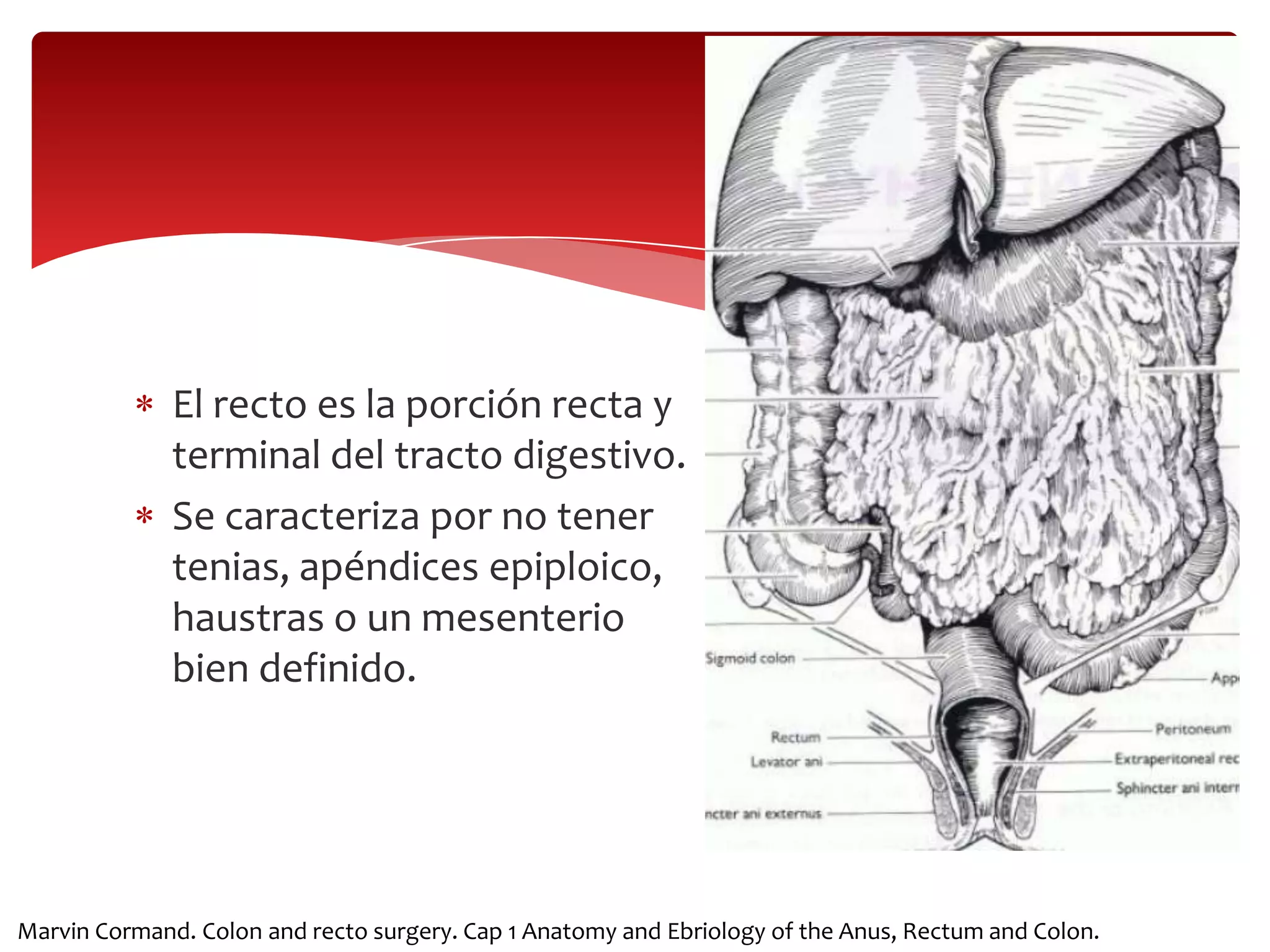 Anatomia y embriologia de recto y ano | PPTX