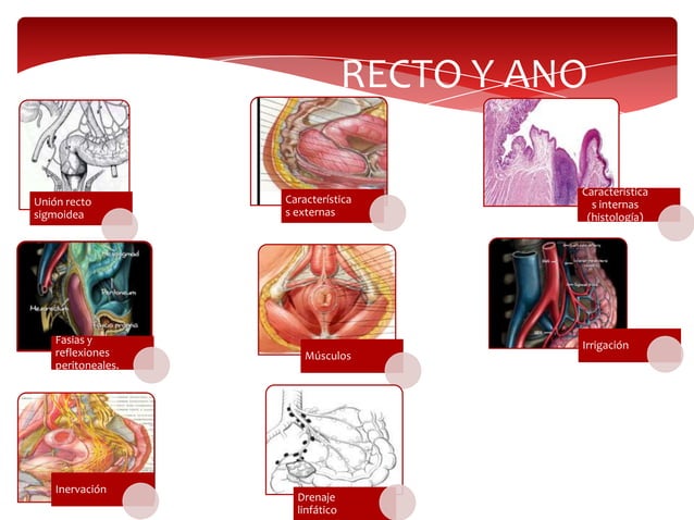 Anatomia y embriologia de recto y ano | PPTX