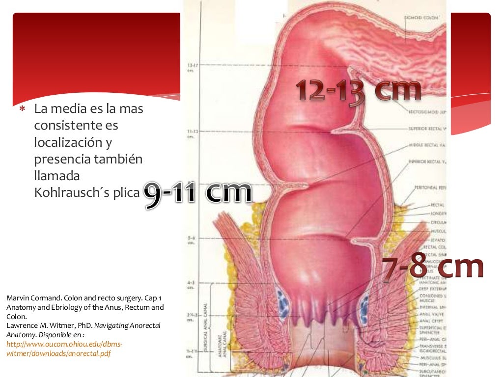 Anatomia y embriologia de recto y
