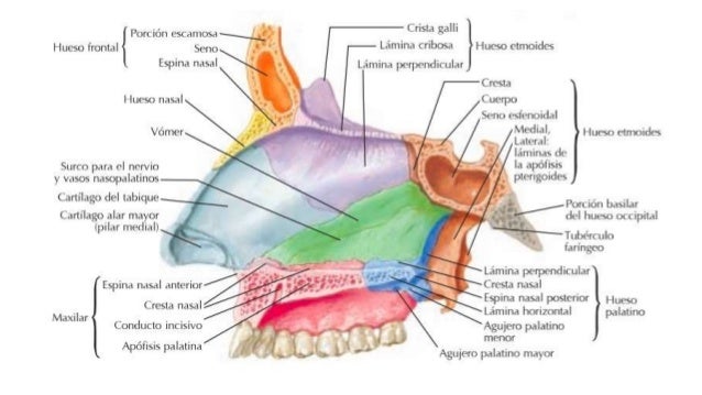 Anatomía y embriología nasal