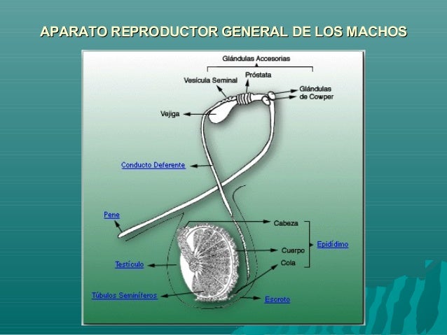 Anatomia y fiosiologia del aparato reproductor del macho
