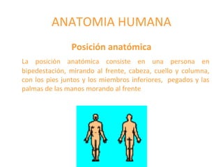 ANATOMIA HUMANA
Posición anatómica
La posición anatómica consiste en una persona en
bipedestación, mirando al frente, cabeza, cuello y columna,
con los pies juntos y los miembros inferiores, pegados y las
palmas de las manos morando al frente
 