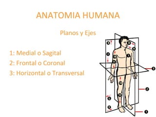 ANATOMIA HUMANA
Planos y Ejes
1: Medial o Sagital
2: Frontal o Coronal
3: Horizontal o Transversal
 