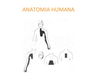 ANATOMIA HUMANA
 