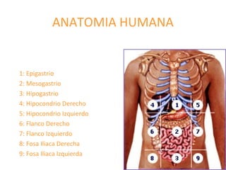 ANATOMIA HUMANA
1: Epigastrio
2: Mesogastrio
3: Hipogastrio
4: Hipocondrio Derecho
5: Hipocondrio Izquierdo
6: Flanco Derecho
7: Flanco Izquierdo
8: Fosa Iliaca Derecha
9: Fosa Iliaca Izquierda
 