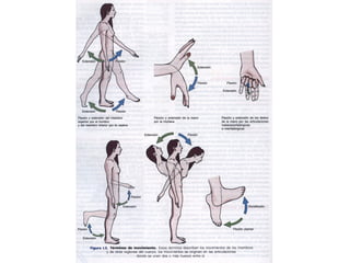Anatomia y fisiología 01