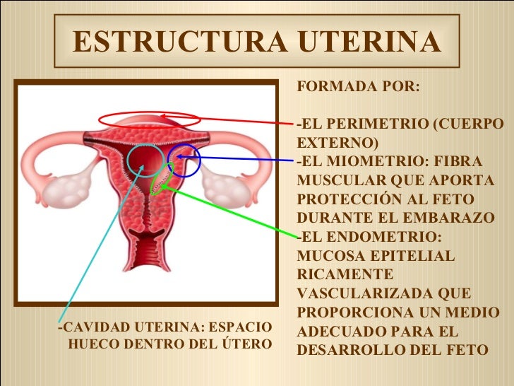 Anatomia y fisiologa del aparato reproductor femenino y masculino