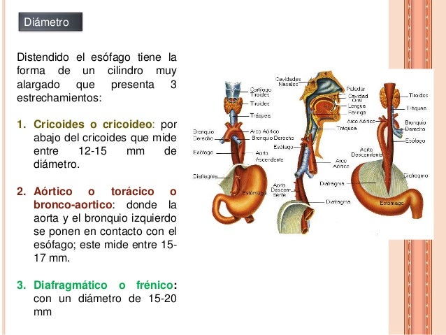 Anatomia y fisiología del esofago