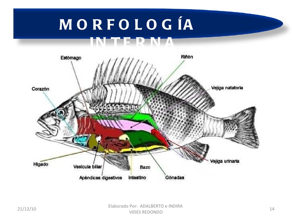 Anatomia y fisiología de peces