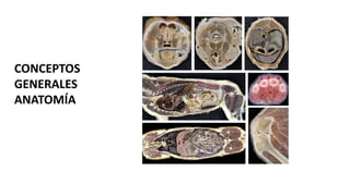 Anatomia+y+fisiolog%C3%ADa+presentaci%C3%B3n. | PDF