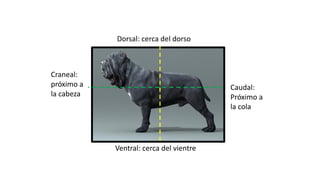 Anatomia+y+fisiolog%C3%ADa+presentaci%C3%B3n. | PDF