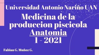 Medicina de la
produccion piscicola
Anatomia
1 - 2021
Fabian G. Muñoz G.
Universidad Antonio Nariño UAN
 