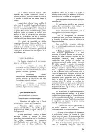 En la infancia la médula ósea va a estar
formada por células sanguíneas, recibe el
nombre de médula ósea roja, se va a localizar en
la epífisis y diáfisis de los huesos largos y
planos.
A partir de la pubertad y entre los 12 y 18
años, parte de la médula ósea roja localizada en
las diáfisis es sustituida por tejido adiposo y se
localiza principalmente la médula ósea roja en
la epífisis. Esta médula ósea formada por tejidos
adiposos, recibe el nombre de médula ósea
amarilla, a partir de los 18 años, los principales
lugares de localización son en el esternón,
costillas, vértebras, huesos planos del cráneo.
En estado de necesidad de células
sanguíneas, la médula ósea amarilla va siendo
sustituida por una sustancia gelatinosa, la
médula ósea amarilla es rica en mucina y
hablamos de médula ósea mucosa, presenta un
cierto grado de maduración con respecto de la
médula ósea roja.
TEJIDO MUSCULAR.
Su función principal es el movimiento.
Que va a ser de tres tipos:
1. Movimiento de todas las
estructuras internas: está formado por tejido
muscular liso y se va a encontrar con vasos,
paredes viscerales y glándulas.
2. Movimiento externo;
caracterizado por manipulación y marcha en
nuestro entorno. se caracteriza por estar
formado por músculo estriado.
3. Movimiento automático:
funciona por si mismo, es el músculo
cardíaco. Tejido muscular estriado.
Tejido muscular estriado.
Movimiento hacia el exterior.
Los principales componentes son:
• Abundante red capilar, con el fin de
aportar mayor o menor aporte sanguíneo.
• Abundante tejido conectivo para
aportar individualidad a las células y para
proporcionar el medio de llegada y de salida de
vasos y nervios.
Células musculares. Debido a su forma
alargada, reciben el nombre de fibras
musculares sin confundirse con los fibroblastos.
Las células musculares se encuentran
individualizadas por una capa de tejido
conectivo que se llama endomisio. La
membrana celular de la fibra va a recibir el
nombre de sarcolema y en el interior de la célula
muscular recibe el nombre de sarcoplasma.
Las principales características del tejido
muscular son:
Es multinuclear, debido a que necesitan
realizar dos movimientos. Estos núcleos se
localizan en la periferia de la célula.
Posee abundantes mitocondrias, con el
fin de garantizar una fuente energética.
Todo su sarcoplasma se encuentra
ocupado por unas estructuras filamentosas que
se extienden de un lado a otro de la fibra y se
llama miofibrillas.
Las miofibrillas presentan diferentes
tipos de moléculas, principalmente destacan dos
tipos de proteínas:
• Actina y miosina. La disposición de
estas moléculas proporcionan a la fibra
muscular un aspecto estriado de ahí viene el
nombre de tejido muscular estriado. En las
miofibrillas destacan unas estructuras
contráctiles que reciben el nombre de
sarcómeras, que es la unidad básica y funcional
del tejido muscular y estriado, se encuentra
individualizada por unos tabiques transversales
de tejido conectivo especializado que se llama
línea z. A partir de estos tabiques transversales
se une la proteína actina, que se dirige hacia el
centro de la sarcómera, formando la línea m. En
los extremos de la molécula de miosina, se
encuentran unos bastoncitos que se dirigen
hacia la actina, el desplazamiento de estos
bastones sobre la actina, se produce un
acortamiento de la sarcómera y un acortamiento
de la fibra muscular y del músculo. La que se
desplaza es la línea z y la actina, y la miosina
permanece inalterable.
En la sarcómera, el espacio comprendido
entre los otros extremos internos de la actina,
recibe el nombre de espacio h. Siendo el espacio
i, el comprendido entre la línea z y extremo de
la molécula de miosina. Para la contracción de
la sarcómera se requiere la placa motora,
formada por tres elementos:
1. Terminación nerviosa: procedente de
un nervio periférico, se van a encontrar
vesículas rellenas de un neurotransmisor.
2. El espacio intersináptico: la llamada de
la acetilcolina produce la llegada de iones
calcio, estos se unen a la tropomiosina. Esta
unión produce el movimiento de los bastones
sobre la actina, provocando la contracción.
Con el fin de asegurar aporte de calcio,
tanto la miofibrilla individual como las
14
 