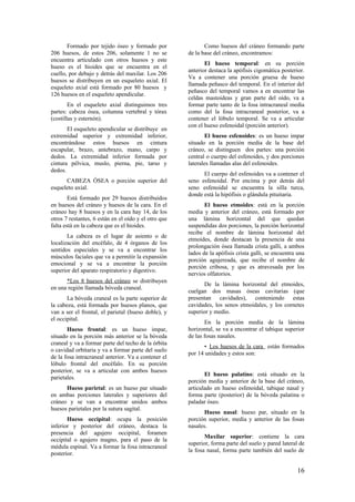 Formado por tejido óseo y formado por
206 huesos, de estos 206, solamente 1 no se
encuentra articulado con otros huesos y este
hueso es el hioides que se encuentra en el
cuello, por debajo y detrás del maxilar. Los 206
huesos se distribuyen en un esqueleto axial. El
esqueleto axial está formado por 80 huesos y
126 huesos en el esqueleto apendicular.
En el esqueleto axial distinguimos tres
partes: cabeza ósea, columna vertebral y tórax
(costillas y esternón).
El esqueleto apendicular se distribuye en
extremidad superior y extremidad inferior,
encontrándose estos huesos en cintura
escapular, brazo, antebrazo, mano, carpo y
dedos. La extremidad inferior formada por
cintura pélvica, muslo, pierna, pie, tarso y
dedos.
CABEZA ÓSEA o porción superior del
esqueleto axial.
Está formado por 29 huesos distribuidos
en huesos del cráneo y huesos de la cara. En el
cráneo hay 8 huesos y en la cara hay 14, de los
otros 7 restantes, 6 están en el oído y el otro que
falta está en la cabeza que es el hioides.
La cabeza es el lugar de asiento o de
localización del encéfalo, de 4 órganos de los
sentidos especiales y se va a encontrar los
músculos faciales que va a permitir la expansión
emocional y se va a encontrar la porción
superior del aparato respiratorio y digestivo.
*Los 8 huesos del cráneo se distribuyen
en una región llamada bóveda craneal.
La bóveda craneal es la parte superior de
la cabeza, está formada por huesos planos, que
van a ser el frontal, el parietal (hueso doble), y
el occipital.
Hueso frontal: es un hueso impar,
situado en la porción más anterior se la bóveda
craneal y va a formar parte del techo de la órbita
o cavidad orbitaria y va a formar parte del suelo
de la fosa intracraneal anterior. Va a contener el
lóbulo frontal del encéfalo. En su porción
posterior, se va a articular con ambos huesos
parietales.
Hueso parietal: es un hueso par situado
en ambas porciones laterales y superiores del
cráneo y se van a encontrar unidos ambos
huesos parietales por la sutura sagital.
Hueso occipital: ocupa la posición
inferior y posterior del cráneo, destaca la
presencia del agujero occipital, foramen
occipital o agujero magno, para el paso de la
médula espinal. Va a formar la fosa intracraneal
posterior.
Como huesos del cráneo formando parte
de la base del cráneo, encontramos:
El hueso temporal: en su porción
anterior destaca la apófisis cigomática posterior.
Va a contener una porción gruesa de hueso
llamada peñasco del temporal. En el interior del
peñasco del temporal vamos a en encontrar las
celdas mastoideas y gran parte del oído, va a
formar parte tanto de la fosa intracraneal media
como del la fosa intracraneal posterior, va a
contener el lóbulo temporal. Se va a articular
con el hueso esfenoidal (porción anterior).
El hueso esfenoides: es un hueso impar
situado en la porción media de la base del
cráneo, se distinguen dos partes: una porción
central o cuerpo del esfenoides, y dos porciones
laterales llamadas alas del esfenoides.
El cuerpo del esfenoides va a contener el
seno esfenoidal. Por encima y por detrás del
seno esfenoidal se encuentra la silla turca,
donde está la hipófisis o glándula pituitaria.
El hueso etmoides: está en la porción
media y anterior del cráneo, está formado por
una lámina horizontal del que quedan
suspendidas dos porciones, la porción horizontal
recibe el nombre de lámina horizontal del
etmoides, donde destacan la presencia de una
prolongación ósea llamada crista galli, a ambos
lados de la apófisis crista galli, se encuentra una
porción agujereada, que recibe el nombre de
porción cribosa, y que es atravesada por los
nervios olfatorios.
De la lámina horizontal del etmoides,
cuelgan dos masas óseas cavitarias (que
presentan cavidades), conteniendo estas
cavidades, los senos etmoidales, y los cornetes
superior y medio.
En la porción media de la lámina
horizontal, se va a encontrar el tabique superior
de las fosas nasales.
• Los huesos de la cara están formados
por 14 unidades y estos son:
El hueso palatino: está situado en la
porción media y anterior de la base del cráneo,
articulado en hueso esfenoidal, tabique nasal y
forma parte (posterior) de la bóveda palatina o
paladar óseo.
Hueso nasal: hueso par, situado en la
porción superior, media y anterior de las fosas
nasales.
Maxilar superior: contiene la cara
superior, forma parte del suelo y pared lateral de
la fosa nasal, forma parte también del suelo de
16
 