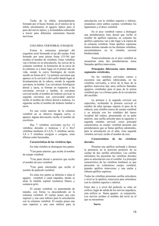 Techo de la órbita, principalmente
formado por el hueso frontal, en el interior de la
órbita encontramos el agujero óptico para el
paso del nervio óptico, y la hendidura esfenoidal
a través para diferentes estructuras basculo
nerviosas.
COLUMNA VERTEBRAL O RAQUIS
Forma la estructura principal del
esqueleto axial formando el eje del cuerpo. Está
formado por unas piezas óseas (33-34) que
reciben el nombre de vértebras. Estas vértebras
van a formar en su articulación, las curvas de la
columna vertebral, la formación de la curva de
la columna va a tener lugar en el primer año de
vida, siendo la curva fisiológica de recién
nacido en forma de C. La primera curvatura que
aparece es la cervical o del cuello dando lugar al
levantamiento de la cabeza, siendo la segunda
curvatura, la lumbar. Las curvaturas fisiológicas
dorsal y sacra, se forman en respuesta a las
curvaturas cervical y lumbar, la curvatura
cervical recibe el nombre de lordosis cervical, la
segunda curvatura con convexidad anterior
recibe el nombre de cifosis dorsal o torácica. La
siguiente recibe el nombre de lordosis lumbar o
sacra.
En una visión anterior de la columna
vertebral no se observa ninguna curva, si
aparece alguna desviación, recibe el nombre de
escoliosis.
Hay 7 vértebras cervicales (ej.3c), 12
vértebras dorsales o torácicas ( d o th),5
vértebras lumbares (L1-L5), 5 vértebras sacras,
3,4 o 5 vértebras cocígeas o cosígeas, estas
últimas están fusionadas.
Características de las vértebras tipo.
En toda vértebra se distinguen tres partes:
‫٭‬Una parte anterior, que recibe el nombre
de cuerpo vertebral.
‫٭‬Una parte dorsal o posterior que recibe
el nombre de arco vertebral.
‫٭‬Una parte intermedia que recibe el
nombre de pedículo vertebral.
En estas tres partes se delimita o sitúa el
agujero vertebral o canal raquídeo, donde se
aloja la médula espinal (sustancia blanca y
sustancia gris).
El cuerpo vertebral, va aumentando de
tamaño, con forma va descendiendo en la
columna vertebral. El cuerpo posee una cara
superior y una cara inferior para la articulación
con la columna vertebral. El cuerpo posee una
cara superior y una cara inferior para la
articulación con la vértebra superior e inferior,
situándose entre ambos cuerpos vertebrales los
ligamentos y el disco vertebral.
En el arco vertebral vamos a distinguir
una protuberancia ósea dorsal que recibe el
nombre de apófisis espinosa, en conjunto las
apófisis espinosas van a dar lugar a la espina de
la columna vertebral. Estas apófisis espinosas
tienen distinto tamaño en las distintas vértebras,
encontrándonos en la vértebra cervical
bituberculada.
Transversalmente en el arco vertebral se
encuentran otras dos protuberancias óseas
llamadas apófisis transversas.
Principales diferencias entre distintos
segmentos vertebrales.
En las vértebras cervicales vamos a
encontrar una apófisis tuberculada, en las
vértebras cervicales, a nivel de la base de la
apófisis transversa hay unos orificios llamados
agujeros vertebrales para el paso de la arteria
vertebral que va a formar parte de la circulación
del encéfalo.
La primera y la segunda cervical son
especiales, recibiendo la primera cervical el
nombre de atlas (porque soporta el peso de la
cabeza), esta vértebra carece de cuerpo vertebral
y se articula con los cóndidos del hueso
occipital del cráneo, presentando en su parte
anterior, una carilla articular para la siguiente o
segunda vértebra cervical, como principal
característica su cuerpo vertebral presenta una
protuberancia que se llama apófisis odontoides,
para la articulación en el atlas. Esta segunda
vértebra cervical, recibe el nombre de axis.
Características de las vértebras
dorsales.
Presenta una apófisis inclinada y destaca
la presencia en la posición posterior de su
cuerpo de dos carillas articulares. Las carillas
articulares las presentan las vértebras dorsales
para su articulación con el costillar. La principal
característica de las vértebras lumbares es que
presentan un voluminoso cuerpo vertebral,
grandes apófisis transversas y una ancha y
robusta apófisis espinosa.
Todas las vértebras presentan carillas articulares
a nivel se la apófisis, transversa para articularse
con la vértebra superior e inferior.
Entre dos y a nivel del pedículo se sitúa un
orificio, lugar de salida de los nervios raquídeos,
esta orificio se llama agujero se conjunción.
Los nervios reciben el nombre del nivel en el
que se encuentran.
Sacro.
18
 