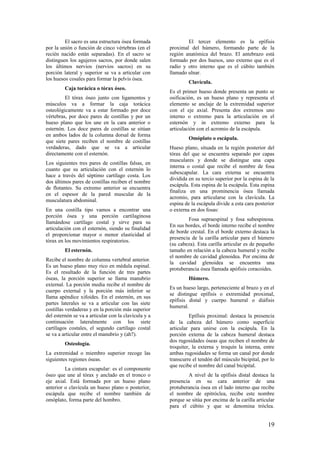 El sacro es una estructura ósea formada
por la unión o función de cinco vértebras (en el
recién nacido están separadas). En el sacro se
distinguen los agujeros sacros, por donde salen
los últimos nervios (nervios sacros) en su
porción lateral y superior se va a articular con
los huesos cosales para formar la pelvis ósea.
Caja torácica o tórax óseo.
El tórax óseo junto con ligamentos y
músculos va a formar la caja torácica
osteológicamente va a estar formado por doce
vértebras, por doce pares de costillas y por un
hueso plano que los une en la cara anterior o
esternón. Los doce pares de costillas se sitúan
en ambos lados de la columna dorsal de forma
que siete pares reciben el nombre de costillas
verdaderas, dado que se va a articular
directamente con el esternón.
Los siguientes tres pares de costillas falsas, en
cuanto que su articulación con el esternón lo
hace a través del séptimo cartílago costa. Los
dos últimos pares de costillas reciben el nombre
de flotantes. Su extremo anterior se encuentra
en el espesor de la pared muscular de la
musculatura abdominal.
En una costilla tipo vamos a encontrar una
porción ósea y una porción cartilaginosa
llamándose cartílago costal y sirve para su
articulación con el esternón, siendo su finalidad
el proporcionar mayor o menor elasticidad al
tórax en los movimientos respiratorios.
El esternón.
Recibe el nombre de columna vertebral anterior.
Es un hueso plano muy rico en médula espinal.
Es el resultado de la función de tres partes
óseas, la porción superior se llama manubrio
external. La porción media recibe el nombre de
cuerpo external y la porción más inferior se
llama apéndice xifoides. En el esternón, en sus
partes laterales se va a articular con las siete
costillas verdaderas y en la porción más superior
del esternón se va a articular con la clavícula y a
continuación lateralmente con los siete
cartílagos costales, el segundo cartílago costal
se va a articular entre el manubrio y (ah?).
Osteología.
La extremidad o miembro superior recoge las
siguientes regiones óseas.
La cintura escapular: es el componente
óseo que une al tórax y anclado en el tronco o
eje axial. Está formada por un hueso plano
anterior o clavícula un hueso plano o posterior,
escápula que recibe el nombre también de
omóplato, forma parte del hombro.
El tercer elemento es la epífisis
proximal del húmero, formando parte de la
región anatómica del brazo. El antebrazo está
formado por dos huesos, uno externo que es el
radio y otro interno que es el cúbito también
llamado ulnar.
Clavícula.
Es el primer hueso donde presenta un punto se
osificación, es un hueso plano y representa el
elemento se anclaje de la extremidad superior
con el eje axial. Presenta dos extremos uno
interno o extremo para la articulación en el
esternón y in extremo externo para la
articulación con el acromio de la escápula.
Omóplato o escápula.
Hueso plano, situada en la región posterior del
tórax del que se encuentra separado por capas
musculares y donde se distingue una capa
interna o costal que recibe el nombre de fosa
subescapular. La cara externa se encuentra
dividida en su tercio superior por la espina de la
escápula. Esta espina de la escápula. Esta espina
finaliza en una prominencia ósea llamada
acromio, para articularse con la clavícula. La
espina de la escápula divide a esta cara posterior
o externa en dos fosas:
Fosa supraespinal y fosa subespinosa.
En sus bordes, el borde interno recibe el nombre
de borde crestal. En el borde externo destaca la
presencia de la carilla articular para el húmero
(su cabeza). Esta carilla articular es de pequeño
tamaño en relación a la cabeza humeral y recibe
el nombre de cavidad glenoidea. Por encima de
la cavidad glenoidea se encuentra una
protuberancia ósea llamada apófisis coracoides.
Húmero.
Es un hueso largo, perteneciente al brazo y en el
se distingue epífisis o extremidad proximal,
epífisis distal y cuerpo humeral o diáfisis
humeral.
Epífisis proximal: destaca la presencia
de la cabeza del húmero como superficie
articular para unirse con la escápula. En la
porción externa de la cabeza humeral destaca
dos rugosidades óseas que reciben el nombre de
troquiter, la externa y troquín la interna, entre
ambas rugosidades se forma un canal por donde
transcurre el tendón del músculo bicipital, por lo
que recibe el nombre del canal bicipital.
A nivel de la epífisis distal destaca la
presencia en su cara anterior de una
protuberancia ósea en el lado interno que recibe
el nombre de epitróclea, recibe este nombre
porque se sitúa por encima de la carilla articular
para el cúbito y que se denomina tróclea.
19
 