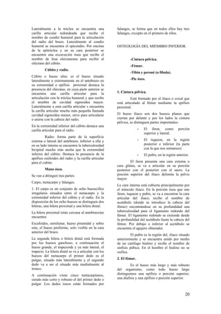 Lateralmente a la tróclea se encuentra una
carilla articular redondeada que recibe el
nombre de condio humeral para la articulación
del radio del brazo. Lateralmente al condio
humeral se encuentra el epicondio. Por encima
de la epitróclea y en su cara posterior se
encuentra una excavación ósea que recibe el
nombre de fosa olecraneana para recibir al
olécrano del cúbito.
Cúbito y radio.
Cúbito o hueso ulna: es el hueso situado
lateralmente o externamente en el antebrazo en
su extremidad o epífisis proximal destaca la
presencia del olécrano, en cuya parte anterior se
encuentra una carilla articular para la
articulación con la tróclea humeral y que recibe
el nombre de cavidad sigmoidea mayor.
Lateralmente a esta carilla articular s encuentra
la carilla articular mucho más pequeña llamada
cavidad sigmoidea menor, sirve para articularse
o unirse con la cabeza del radio.
En la extremidad inferior del cúbito destaca una
carilla articular para el radio.
Radio: forma parte de la superficie
externa o lateral del antebrazo, inferior a ella y
en su lado interna se encuentra la tuberculosidad
bicipital mucho más ancha que la extremidad
inferior del cúbito. Destaca la presencia de la
apófisis estiloides del radio y la carilla articular
para el cubito.
Mano ósea.
Se van a ditinguir tres partes:
Carpo, metacarpo y falanges.
1. El carpo es un conjunto de ocho huesecillos
irregulares situados entre el metacarpo y la
extremidad inferior del cúbito y el radio. En la
disposición de los ocho huesos se distinguen dos
hileras, una hilera proximal y una hilera distal.
La hilera proximal (más cercana al antebrazo)se
encuentra:
Escafoides, semilunar, hueso piramidal y sobre
este, el hueso pisiforme, solo visible en la cara
anterior del brazo.
La segunda hilera o hilera distal está formada
por los huesos ganchoso, a continuación el
hueso grande, el trapezoide y ya más lateral, el
trapecio. La hilera distal se va a articular con los
huesos del metacarpo el primer dedo es el
pulgar, situado más lateralmente y el segundo
dedo va a ser el situado más medialmente al
tronco.
A continuación viene cinco metacarpianos,
siendo más corto y robusto el del primer dedo o
pulgar. Los dedos óseos están formados por
falanges, se forma que en todos ellos hay tres
falanges, excepto en el primero de ellos.
OSTEOLOGÍA DEL MIEMBRO INFERIOR.
-Cintura pélvica.
-Fémur.
-Tibia y peroné (o fíbula).
-Pie óseo.
1. Cintura pélvica.
Está formado por el ilíaco o coxal que
está articulado al fémur mediante la epífisis
proximal.
El hueso iliaco son dos huesos planos que
cierran por delante y por los lados la cintura
pélvica, se distinguen partes importantes:
- El íleon, como porción
superior y lateral.
- El ísqueon, en la región
posterior e inferior (la parte
con la que nos sentamos).
- El pubis, en la región anterior.
El íleon presenta una cara externa o
cara glútea, se va a articular en su porción
posterior con el posterior con el sacro. La
porción superior del iliaco delimita la pelvis
mayor.
La cara interna está cubierta principalmente por
el músculo iliaco. En la porción ósea que une
íleon, ísqueon y pubis, se va a encontrar la cara
articular del iliaco, recibe el nombre de
acetábulo (donde se introduce la cabeza del
fémur) encontrándose en su profundidad una
tuberculosidad para el ligamento redondo del
fémur. El ligamento redondo se extiende desde
la profundidad del acetábulo hasta la cabeza del
fémur. Por debajo o inferior al acetábulo se
encuentra el agujero obturador.
El pubis es la región del, iliaco situado
anteriormente y se encuentra unido por medio
de un cartílago hialino y recibe el nombre de
sínfisis púbica. En el hombre el hialino no se
osifica.
2. El fémur.
Es el hueso más largo y más robusto
del organismo, como todo hueso largo
distinguimos una epífisis o porción superior,
una diafisis y una epífisis o porción superior.
20
 