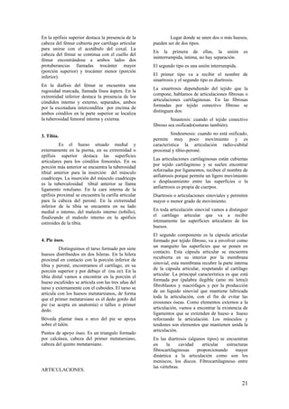 En la epífisis superior destaca la presencia de la
cabeza del fémur cubierta por cartílago articular
para unirse con el acetábulo del coxal. La
cabeza del fémur se continua con el cuello del
fémur encontrándose a ambos lados dos
protuberancias llamadas trocánter mayor
(porción superior) y trocánter menor (porción
inferior).
En la diafisis del fémur se encuentra una
rugosidad marcada, llamada línea áspera. En la
extremidad inferior destaca la presencia de los
cóndidos interno y externo, separados, ambos
por la escotadura intercondílea por encima de
ambos cóndilos en la parte superior se localiza
la tuberosidad femoral interna y externa.
3. Tibia.
Es el hueso situado medial y
externamente en la pierna, en su extremidad o
epífisis superior destaca las superficies
articulares para los cóndilos femorales. En su
porción más anterior se encuentra la tuberosidad
tibial anterior para la inserción del músculo
cuadriceps. La inserción del músculo cuadriceps
es la tuberculosidad tibial anterior se llama
ligamento rotuliano. En la cara interna de la
epífisis proximal se encuentra la carilla articular
para la cabeza del peroné. En la extremidad
inferior de la tibia se encuentra en su lado
medial o interno, del maleolo interno (tobillo),
finalizando el maleolo interno en la apófisis
estiroides de la tibia.
4. Pie óseo.
Distinguimos el tarso formado por siete
huesos distribuidos en dos hileras. En la hilera
proximal en contacto con la porción inferior de
tibia y peroné, encontramos el cartílago, en su
porción superior y por debajo el (nu ze). En la
tibia distal vamos a encontrar en la porción el
hueso escafoides se articula con las tres uñas del
tarso y externamente con el cuboides. El tarso se
articula con los huesos metatarsianos, de forma
que el primer metatarsiano es el dedo gordo del
pie (se acepta en anatomía) o tallux o primer
dedo.
Bóveda plantar ósea o arco del pie se apoya
sobre el talón.
Puntos de apoyo óseo. Es un triangulo formado
por calcánea, cabeza del primer metatarsiano,
cabeza del quinto metatarsiano.
ARTICULACIONES.
Lugar donde se unen dos o más huesos,
pueden ser de dos tipos.
En la primera de ellas, la unión es
ininterrumpida, íntima, no hay separación.
El segundo tipo es una unión interrumpida.
El primer tipo va a recibir el nombre de
sinartrosis y el segundo tipo es diartrosis.
La sinartrosis dependiendo del tejido que la
compone, hablamos de articulaciones fibrosas o
articulaciones cartilaginosas. En las fibrosas
formadas por tejido conectivo fibroso se
distinguen dos:
Sinastosis: cuando el tejido conectivo
fibroso sea osificado(suturas también).
Sindesmosis: cuando no está osificado,
permite muy poco movimiento y es
característica la articulación radio-cubital
proximal y tibio-peroné.
Las articulaciones cartilaginosas están cubiertas
por tejido cartilaginoso y se suelen encontrar
reforzadas por ligamentos, reciben el nombre de
anfiatrosis porque permite un ligero movimiento
o desplazamiento entre las superficies o la
anfiartrosis es propia de cuerpos.
Diartrosis o articulaciones sinoviales y permiten
mayor o menor grado de movimiento.
En toda articulación sinovial vamos a distinguir
el cartílago articular que va a recibir
íntimamente las superficies articulares de los
huesos.
El segundo componente es la cápsula articular
formado por tejido fibroso, va a envolver como
un manguito las superficies que se ponen en
contacto. Esta cápsula articular se encuentra
recubierta en su interior por la membrana
sinovial, esta membrana recubre la parte interna
de la cápsula articular, respetando al cartílago
articular. La principal característica es que está
formada por (palabra ilegible (amo mi letra))
fibroblastos y macrófagos y por la producción
de un líquido sinovial que mantiene lubricada
toda la articulación, con el fin de evitar las
erosiones óseas. Como elementos externos a la
articulación, vamos a encontrar la existencia de
ligamentos que se extienden de hueso a hueso
reforzando la articulación. Los músculos y
tendones son elementos que mantienen unida la
articulación.
En las diartrosis (algunos tipos) se encuentran
en la cavidad articular estructuras
fibrocartilaginosas proporcionando mayor
dinámica a la articulación como son los
meniscos, los discos. Fibrocartilaginoso entre
las vértebras.
21
 
