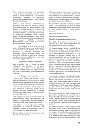 Van a intervenir activamente en la respiración
de forma que los intercostales externos van a
elevar la costilla (inspiración). Los músculos
intercostales internasen su contracción
disminuye la capacidad torácica e intervienen en
la respiración forzada.
Junto a estos músculos intercostales se
encuentran otros tipos de músculos situados
principalmente en la cara interna del tórax cuya
función es también respiratoria. Incluido en el
tórax y como músculo respiratorio tenemos el
músculo diafragma, es el músculo principal de
la respiración (inspirador). Separa cavidad
torácica de cavidad abdominal y vena. Tiene
forma de cúpula y en su origen se va a extender
por cuerpos vertebrales (torácicos
principalmente), la cara posterior de las costillas
y cara posterior del esternón.
Su inserción se va a dirigir hacia el
centro de la cúpula hacia un gran tendón central
o centro tendinoso del diafragma. Este centro
tendinoso se encuentra atravesado por
estructuras basculo nerviosas, siendo las
principales el esófago, la aorta; en el momento
en el que atraviesa es abdominal y vena cava
inferior (en la parte tendinosa).
Músculos del abdomen. (Importante)
Los principales van a formar la pared
abdominal, están formados en tres capas
musculares cuyas fibras van en direcciones
distintas, formando como una especie de faja
que cubre y (quien sabe) el contenido abdominal
y pélvico:
Se distinguen cuatro músculos:
-Músculo recto anterior del abdomen. Es un
músculo poligástrico, que se dirige a ambos
lados de la línea media desde la porción external
y costal hasta la sínfisis púbica (par y simétrica).
-Músculo oblicuo externo u oblicuo mayor: se
va a originar en las porciones laterales de las
costillas inferiores, oblicuamente se dirigen
hacia delante para insertarse en la fascia común
compacta abdominal.
-Por debajo de este músculo se va a encontrar el
músculo oblicuo interno cuyo origen va a ser
costal y en el hueso ilíaco. Sus fibras se dirigen
oblicuamente a la fascia compacta abdominal.
-Por último y en la capa más profunda
encontramos el músculo transverso del
abdomen, va a tener un origen costal e iliaco y
se va a insertar con la fascia compacta.
La línea alba es la unión de las aponeurosis de
los músculos abdominales.
Si hacemos un corte transversal, encontraremos
unos músculos (recto anterior del abdomen) el
más superficial es el oblicuo externo u oblicuo
mayor, a continuación hay un músculo menor,
oblicuo menor u oblicuo interno y más profundo
el músculo transverso del abdomen.
La aponeurosis envuelve al músculo oblicuo
mayor. Estas aponeurosis se unen de forma
superficial se dirigen hacia delante y envuelven
al recto anterior derecho y recto anterior
izquierdo.
Músculo psoas mayor.
Músculos cuadrados lumbares.
Músculos de la pared abdominal posterior.
Por detrás el abdomen se cierra por los
músculos de la pared abdominal posterior que
van a estar formados por dos músculos:
-El músculo cuadrado lumbar o cuadrado de los
(ehr), se va a originar en la última costilla y
descendiendo se va a insertar en el hueso iliaco
en su porción posterior. Internamente se va a
encontrar el siguiente músculo que es el
músculo psoas ilíaco, que está formado por la
unión del psoas mayor y por el músculo ilíaco.
Se va a originar en los arcos vertebrales
lumbares y a nivel del anillo crural se va a unir
con el vientre muscular del ilíaco que se origina
en la cara interna de la paleta ilíaca. La unión de
los dos músculos en un solo tendón se va a
insertar en el trocánter menor del fémur. Sus
funciones, participan en movimientos de flexión
y de adelantar la pelvis.
-arco crural o ligamento inguinal está formado
por el límite más inferior del músculo oblicuo
externo del abdomen extendiéndose desde la
espina iliaca antero superior hasta la sínfisis o
unión de la pelvis. En la parte interna presenta
un tabique que se dirige hacia la rama del pubis
y que recibe el nombre de ligamento
iliopectídeo que divide al arco crural en dos
porciones:
La porción externa va a estar ocupada por el
psoas ilíaco, acompañado del nervio femoral y
recibe el nombre de porción muscular del arco
crural. La parte interna del arco está ocupada
por la arteria y la vena femoral. Junto a la arteria
y vena femoral se encuentra el grupo ganglionar
inguinal.
El conducto inguinal o canal inguinal. Está
situado por encima del arco crural En su porción
interna y es el lugar por donde se hace interno o
se introduce la cavidad abdominal el cordón
espermático, formado por el conducto deferente
y las diferentes capas que lo envuelven, la capa
más externa del cordón espermático va a estar
24
 