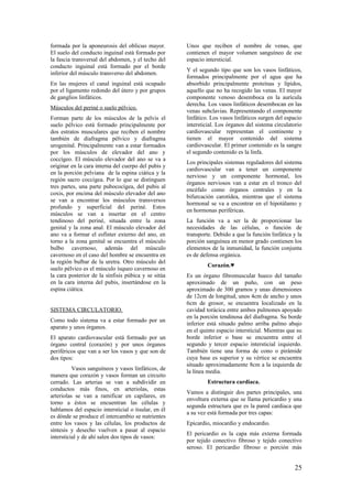 formada por la aponeurosis del oblicuo mayor.
El suelo del conducto inguinal está formado por
la fascia transversal del abdomen, y el techo del
conducto inguinal está formado por el borde
inferior del músculo transverso del abdomen.
En las mujeres el canal inguinal está ocupado
por el ligamento redondo del útero y por grupos
de ganglios linfáticos.
Músculos del periné o suelo pélvico.
Forman parte de los músculos de la pelvis el
suelo pélvico está formado principalmente por
dos estratos musculares que reciben el nombre
también de diafragma pélvico y diafragma
urogenital. Principalmente van a estar formados
por los músculos de elevador del ano y
coccígeo. El músculo elevador del ano se va a
originar en la cara interna del cuerpo del pubis y
en la porción pelviana de la espina ciática y la
región sacro coccígea. Por lo que se distinguen
tres partes, una parte pubococígea, del pubis al
coxis, por encima del músculo elevador del ano
se van a encontrar los músculos transversos
profundo y superficial del periné. Estos
músculos se van a insertar en el centro
tendinoso del periné, situada entre la zona
genital y la zona anal. El músculo elevador del
ano va a formar el esfínter externo del ano, en
torno a la zona genital se encuentra el músculo
bulbo cavernoso, además del músculo
cavernoso en el caso del hombre se encuentra en
la región bulbar de la uretra. Otro músculo del
suelo pélvico es el músculo ísqueo cavernoso en
la cara posterior de la sínfisis púbica y se sitúa
en la cara interna del pubis, insertándose en la
espina ciática.
SISTEMA CIRCULATORIO.
Como todo sistema va a estar formado por un
aparato y unos órganos.
El aparato cardiovascular está formado por un
órgano central (corazón) y por unos órganos
periféricos que van a ser los vasos y que son de
dos tipos:
Vasos sanguíneos y vasos linfáticos, de
manera que corazón y vasos forman un circuito
cerrado. Las arterias se van a subdividir en
conductos más finos, en arteriolas, estas
arteriolas se van a ramificar en capilares, en
torno a éstos se encuentran las células y
hablamos del espacio intersticial o tisular, en él
es dónde se produce el intercambio se nutrientes
entre los vasos y las células, los productos de
síntesis y desecho vuelven a pasar al espacio
intersticial y de ahí salen dos tipos de vasos:
Unos que reciben el nombre de venas, que
contienen el mayor volumen sanguíneo de ese
espacio intersticial.
Y el segundo tipo que son los vasos linfáticos,
formados principalmente por el agua que ha
absorbido principalmente proteínas y lípidos,
aquello que no ha recogido las venas. El mayor
componente venoso desemboca en la aurícula
derecha. Los vasos linfáticos desembocan en las
venas subclavias. Representando el componente
linfático. Los vasos linfáticos surgen del espacio
intersticial. Los órganos del sistema circulatorio
cardiovascular representan el continente y
tienen el mayor contenido del sistema
cardiovascular. El primer contenido es la sangre
el segundo contenido es la linfa.
Los principales sistemas reguladores del sistema
cardiovascular van a tener un componente
nervioso y un componente hormonal, los
órganos nerviosos van a estar en el tronco del
encéfalo como órganos centrales y en la
bifurcación carotídea, mientras que el sistema
hormonal se va a encontrar en el hipotálamo y
en hormonas periféricas.
La función va a ser la de proporcionar las
necesidades de las células, o función de
transporte. Debido a que la función linfática y la
porción sanguínea en menor grado contienen los
elementos de la inmunidad, la función conjunta
es de defensa orgánica.
Corazón.♥
Es un órgano fibromuscular hueco del tamaño
aproximado de un puño, con un peso
aproximado de 300 gramos y unas dimensiones
de 12cm de longitud, unos 4cm de ancho y unos
6cm de grosor, se encuentra localizado en la
cavidad torácica entre ambos pulmones apoyado
en la porción tendinosa del diafragma. Su borde
inferior está situado palmo arriba palmo abajo
en el quinto espacio intersticial. Mientras que su
borde inferior o base se encuentra entre el
segundo y tercer espacio intersticial izquierdo.
También tiene una forma de cono o pirámide
cuya base es superior y su vértice se encuentra
situado aproximadamente 8cm a la izquierda de
la línea media.
Estructura cardiaca.
Vamos a distinguir dos partes principales, una
envoltura externa que se llama pericardio y una
segunda estructura que es la pared cardiaca que
a su vez está formada por tres capas:
Epicardio, miocardio y endocardio.
El pericardio es la capa más externa formada
por tejido conectivo fibroso y tejido conectivo
seroso. El pericardio fibroso o porción más
25
 