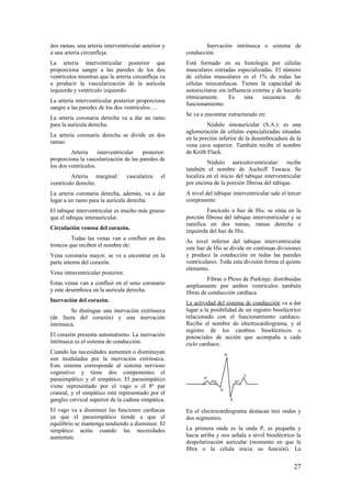 dos ramas, una arteria interventricular anterior y
a una arteria circunfleja.
La arteria interventricular posterior que
proporciona sangre a las paredes de los dos
ventrículos mientras que la arteria circunfleja va
a producir la vascularización de la aurícula
izquierda y ventrículo izquierdo.
La arteria interventricular posterior proporciona
sangre a las paredes de los dos ventrículos….
La arteria coronaria derecha va a dar un ramo
para la aurícula derecha.
La arteria coronaria derecha se divide en dos
ramas:
Arteria interventricular posterior:
proporciona la vascularización de las paredes de
los dos ventrículos.
Arteria marginal: vasculariza el
ventrículo derecho.
La arteria coronaria derecha, además, va a dar
lugar a un ramo para la aurícula derecha.
El tabique interventricular es mucho más grueso
que el tabique interauricular.
Circulación venosa del corazón.
Todas las venas van a confluir en dos
troncos que reciben el nombre de:
Vena coronaria mayor, se va a encontrar en la
parte interna del corazón.
Vena intraventricular posterior.
Estas venas van a confluir en el seno coronario
y este desemboca en la aurícula derecha.
Inervación del corazón.
Se distingue una inervación extrínseca
(de fuera del corazón) y una inervación
intrínseca.
El corazón presenta automatismo. La inervación
intrínseca es el sistema de conducción.
Cuando las necesidades aumenten o disminuyan
son moduladas por la inervación extrínseca.
Este sistema corresponde al sistema nervioso
vegetativo y tiene dos componentes el
parasimpático y el simpático. El parasimpático
viene representado por el vago o el 8º par
craneal, y el simpático está representado por el
ganglio cervical superior de la cadena simpática.
El vago va a disminuir las funciones cardiacas
ya que el parasimpático tiende a que el
equilibrio se mantenga tendiendo a disminuir. El
simpático actúa cuando las necesidades
aumentan.
Inervación intrínseca o sistema de
conducción.
Está formado en su histología por células
musculares estriadas especializadas. El número
de células musculares es el 1% de todas las
células miocardiacas. Tienen la capacidad de
autoexcitarse sin influencia externa y de hacerlo
rítmicamente. Es una secuencia de
funcionamiento.
Se va a encontrar estructurado en:
Nódulo sinoauricular (S.A.): es una
aglomeración de células especializadas situadas
en la porción inferior de la desembocadura de la
vena cava superior. También recibe el nombre
de Keith Flack.
Nódulo auriculoventricular: recibe
también el nombre de Aschoff Tawaca. Se
localiza en el inicio del tabique interventricular
por encima de la porción fibrosa del tabique.
A nivel del tabique interventricular sale el tercer
componente:
Fascículo o haz de His: se sitúa en la
porción fibrosa del tabique interventricular y se
ramifica en dos ramas, ramas derecha e
izquierda del haz de His.
As nivel inferior del tabique interventricular
este haz de His se divide en continuas divisiones
y produce la conducción en todas las paredes
ventriculares. Toda esta división forma el quinto
elemento.
Fibras o Plexo de Purkinje: distribuidas
ampliamente por ambos ventrículos también
fibras de conducción cardíaca.
La actividad del sistema de conducción va a dar
lugar a la posibilidad de un registro bioeléctrico
relacionado con el funcionamiento cardiaco.
Recibe el nombre de electrocardiograma, y al
registro de los cambios bioeléctricos o
potenciales de acción que acompaña a cada
ciclo cardiaco.
En el electrocardiograma destacan tres ondas y
dos segmentos.
La primera onda es la onda P, es pequeña y
hacia arriba y nos señala a nivel bioeléctrico la
despolarización auricular (momento en que la
fibra o la célula inicia su función). La
P
PQ
Q
R
S
T
ST
27
 