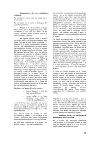 Componentes de la circulación
sistémica.
La circulación mayor tiene su origen en la
arteria aorta.
En el estudio de la aorta se distinguen las
siguientes porciones:
Origen en la válvula aórtica, se dirige
hacia arriba, esta es la primera porción: aorta
ascendente, a este nivel sus ramas son las
arterias coronarias: arteria coronaria derecha y
arteria coronaria izquierda.
La segunda porción recibe el nombre
de cayado aórtico, en el que se distinguen unos
vasos derechos y unos vasos izquierdos. El
primero es el tronco braquiocefálico derecho,
que va a dar principalmente tres ramas; arteria
carótida común, dividida a su vez en: la carótida
externa de la sangre para cuero cabelludo y cara.
La carótida externa junto con las arterias
vertebrales que nacen de la subclavia. Arteria
vertebral y carótida interna en el momento que
se intracraneal forma el polígono de Willis y se
encarga de vascularizar el encéfalo. A
continuación de la carótida común el tronco
braquiocefálico da a la arteria subclavia
derecha, de la que sale la arteria vertebral, la
continuación de la subclavia se llama arteria
axila, la que va a ser el principal tronco que va a
dar sangre a todo el miembro superior. Las
principales ramas de la arteria axilar, se
continúa llamando arteria humeral o arteria
braquial, a nivel de la flexura del codo la arteria
humeral se divide en dos troncos, arteria radial y
arteria cubital, estas arterias van a formar las
arterias pulmonares de la mano de la que salen
las arterias digitales de los dedos.
Los lugares de la toma del pulso vana ser:
- Arteria humeral a nivel del
lado interno del brazo.
- Arteria radial; en un lugar
anatómico que recibe el
nombre de canal del pulso.
A nivel de los vasos izquierdos del cayado
aórtico comienza la porción más grande y que
se extiende desde la porción superior del tórax
hasta aproximadamente el cuerpo de la cuarta
vértebra lumbar.
Esta porción recibe el nombre de aorta
descendente y siempre va a ir en unión de los
cuerpos vertebrales. Esta arteria descendiente
también está en unión con la vena cava inferior.
En esta aorta descendente se distingue una
porción torácica y una porción abdominal.
Las principales ramas de la arteria descendiente
torácica van a ser arterias intercostales (11
pares?). junto a estas van a salir las arterias
branquiales que es la que va a dar el oxígeno al
pulmón. En la porción inferior van a dar arterias
diafragmáticas superiores. Al atravesar los
pilares del diafragma, nada más aparecer por
debajo del diafragma da a un tronco, tronco
celiaco. Este tronco va a dar principalmente tres
ramas: una rama para el estómago, arteria
gástrica, una segunda rama para el bazo, o
arteria esplénica y una segunda arteria hepática
al hígado.
Por debajo del tronco celiaco va a dar la arteria
mesentérica superior. La arteria mesentérica va
a proporcionar sangre arterial a todo el intestino
delgado, intestino grueso hasta el colon
descendente. Inmediatamente por debajo de la
arteria mesentérica surgen dos troncos
arteriales, arterias renales derecha e izquierda. A
continuación de la arteria renal va a surgir una
pequeña arteria, que recibe el nombre de arteria
gonadal, en la mujer arteria ovárica y en el
hombre arteria testicular. Como continuación de
la arteria gonadal, da una rama que va a ser la
arteria mesentérica inferior, principalmente va a
ir al colon descendente a la porción del sigma,
el colon sigmoideo, al recto y de unos ramos
pélvicos.
A nivel del cuerpo vertebral de la cuarta
vértebra la aorta descendiente se bifurca en dos
grandes troncos que reciben el nombre de
arterias iliacas o las arterias hipogástricas,
derecha e izquierda que se dividen en dos
ramas. Un ramo, que es la arteria iliaca o
hipogástrica externa y otro ramo que recibe el
nombre de arteria iliaca interna, va a
vascularizar los órganos pélvicos,
principalmente. La arteria iliaca externa,
proporciona la vascularización del miembro
inferior.
Se parte de la arteria iliaca, cuando se sitúa a
nivel del arco crural o ligamento, la arteria iliaca
recibe el nombre de arteria femoral, esta arteria
femoral a nivel de la fosa poplítea que a nivel
inferior se divide en dos ramas; arteria tibial
(interna y posterior) y arteria perineal (externa y
anterior). Estas arterias dan las arterias plantares
y de las plantares dan las arterias digitales.
El sistema porta o circulación portal
o circulación antero-hepática.
Va a recoger los nutrientes absorbidos
principalmente en el intestino delgado y gran
parte del intestino grueso y lo va a llevar al
hígado para el metabolismo hepático.
33
 