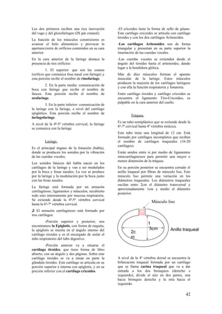 Los dos primeros reciben una rica inervación
del vago y del glosofaríngeo (IX par craneal).
La función de los músculos constrictores es
avanzar el bolo alimenticio y provocar la
apertura/cierre de orificios contenidos en su cara
anterior.
En la cara anterior de la faringe destaca la
presencia de tres orificios:
1. El superior: que son las coanas
(orificio que comunica fosa nasal con faringe) y
esta porción recibe el nombre de rinofaringe.
2. En la parte media: comunicación de
boca con faringe que recibe el nombre de
fauces. Esta porción recibe el nombre de
orofaringe.
3. En la parte inferior: comunicación de
la laringe con la faringe, a nivel del cartílago
epiglótico. Esta porción recibe el nombre de
laringofarínge.
A nivel de la 4ª-5ª vértebra cervical, la faringe
se comunica con la laringe.
Laringe.
Es el principal órgano de la fonación (habla),
donde se producen los sonidos por la vibración
de las cuerdas vocales.
Los sonidos básicos del habla nacen en los
cartílagos de la laringe y van a ser modulados
por la boca y fosas nasales. La voz se produce
por la laringe y la modulación por la boca junto
con las fosas nasales.
La faringe está formada por un armazón
cartilaginoso, ligamentos y músculos, recubierto
todo esto internamente por mucosa respiratoria.
Se extiende desde la 4ª-5ª vértebra cervical
hasta la 6ª-7ª vértebra cervical.
♫ El armazón cartilaginoso está formado por
tres cartílagos:
-Porción superior y posterior, nos
encontramos la Epiglotis, con forma de raqueta,
la epiglotis se inserta en el ángulo interno del
cartílago tiroides y es el encargado de aislar el
tubo respiratorio del tubo digestivo.
-Porción anterior va a situarse el
cartílago tiroides, que tiene forma de libro
abierto, con un ángulo y dos páginas. Sobre este
cartílago tiroides se va a situar en parte la
glándula tiroides. Este cartílago se articula en su
porción superior e interna con epiglotis, y en su
porción inferior con el cartílago cricoides.
-El cricoides tiene la forma de sello de gitano.
Este cartílago cricoides se articula con cartílago
tiroides y con los dos cartílagos Aritenoides.
-Los cartílagos Aritenoides son de forma
triangular y presentan en su parte superior la
insertación de las cuerdas vocales.
-Las cuerdas vocales se extienden desde el
ángulo del tiroides hasta el aritenoides, dando
lugar a la hendidura glótica.
Más de diez músculos forman el aparato
muscular de la laringe. Estos músculos
producen la mayoría de los cartílagos laríngeos
y con ella la función respiratoria y fonatoria.
Entre cartílago tiroides y cartílago cricoides se
encuentra el ligamento Tiro-Cricoideo, es
palpable en la cara anterior del cuello.
Tráquea.
Es un tubo semiplástico que se extiende desde la
6ª-7ª cervical hasta 4ª vértebra torácica.
Este tubo tiene una longitud de 12 cm. Está
formado por cartílagos incompletos que reciben
el nombre de cartílagos traqueales (16-20
cartílagos).
Están unidos entre si por medio de ligamentos
intercartilaginosos para permitir una mayor o
menor distensión de la tráquea.
En su porción posterior se encuentra cerrado el
anillo traqueal por fibras de músculo liso. Este
músculo liso permite una variación en los
diámetros traqueales. Los diámetros traqueales
oscilan entre 2cm el diámetro transversal y
aproximadamente 1cm y medio el diámetro
posterior.
A nivel de la 4ª vértebra dorsal se encuentra la
bifurcación traqueal formada por un cartílago
que se llama carina traqueal que va a dar
entrada a los dos bronquios (derecho e
izquierdo), divide el aire en dos partes, una
hacia bronquio derecho y la otra hacia el
izquierdo.
Músculo liso
1
´5cm
2c
m
Anillo traqueal
42
 