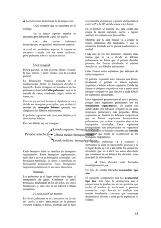 ♫ Las relaciones anatómicas de la traquea son:
-Cara posterior que se encuentra en el
esófago.
-En su tercio superior anterior se
encuentra por debajo de la piel del cuello.
-Los dos tercios inferiores
intratorácicos, ocupando el mediastino superior.
A nivel del mediastino superior la traquea se
encuentra cruzada con los vasos cardiacos,
principalmente sobre el cayado aórtico.
Árbol bronquial.
Pleura parietal, la más externa; pleura visceral,
la más interna y entre medias está la cavidad
pleural.
La bifurcación braquial (situada en el
mediastino)se divide en bronquios derecho e
izquierdo. Estos bronquios se introducen en los
pulmones a través del hilio pulmonar, que es la
entrada de vasos, conductos (algo), salida de
vasos, etc.
Una vez que entra el tronco en el pulmón se va a
dividir en bronquios principales, que reciben el
nombre de bronquios lobares (porque van
dirigidos a los lóbulos pulmonares).
El pulmón izquierdo solo tiene dos lóbulos y el
derecho tres lóbulos.
Por cada lóbulo hay un bronquio:
Cada bronquio lobar se ramifica en bronquios
segmentarios. Estos bronquios segmentarios,
redividen a su vez en bronquios terminales. Los
bronquios terminales se abren y ramifican en
bronquiolos respiratorios. Estos bronquiolos
respiratorios terminan en los sacos alveolares.
Pulmones.
Los pulmones es el lugar donde tiene lugar el
intercambio de gases. Contienen el árbol
bronquial, finalizando en los alvéolos, los vasos
branquiales, y todo ello es un espesor o trama
conjuntiva.
♫ Localización del pulmón.
El vértice pulmonar se va a encontrar en la raíz
del cuello, a nivel aproximado de la primera
vértebra torácica o dorsal, mientras que la base
se encuentra apoyada en la cúpula diafragmática
entre la 9º y la 10º vértebra torácica o dorsal.
En el pulmón se localiza una cara costal que
ocupa la región superior, lateral y región
anterior, en contacto con las costillas.
Mientras que su cara medial va a ocupar la
región anatómica del mediastino y que se
encuentra limitada por la pleura mediastínica o
medial.
Cada uno de los dos pulmones presenta unas
fisuras que lo va a dividir en lóbulos
pulmonares, de forma que el pulmón derecho
presenta dos fisuras dividiendo al pulmón
derecho en tres lóbulos pulmonares.
Estas fisuras están separadas por tabiques de
tejido conjuntivo.
El pulmón izquierdo solo presenta una fisura,
dividiendo el pulmón en lóbulo superior
izquierdo y lóbulo inferior izquierdo. Desde las
fisuras o tabiques conjuntivos van a partir otros
tabiques conjuntivos que dividen a cada lóbulo
en segmentos pulmonares.
Estos segmentos proporcionan el aire al pulmón,
porque estos segmentos pulmonares son los
bronquiolos segmentarios, los cuales son
subdivididos por tabiques conjuntivos en unas
porciones pulmonares más pequeñas. Otros
segmentos se dividen en tabiques conjuntivos
que se llaman segmentos bronquiolares
pulmonares, que reciben la porción aérea o los
bronquiolos terminales. Estos segmentos
bronquiolares son subdivididos en segmentos
más pequeños recibiendo el nombre de lobulillo
pulmonar que recibe su oxigenación de los
bronquios respiratorios.
El lobulillo pulmonar va a contener y
representar la zona de intercambio gaseoso y es
el lugar donde se van a encontrar los conductos
alveolares que va a abrir los sacos alveolares
que contienen en su interior los alvéolos, zona
principal de intercambio.
♫ Estos alvéolos están formados
histológicamente por:
Un tipo de células llamadas neumocitos tipo
uno.
El siguiente componente son los neumocitos
tipo dos: Este tipo de neumocitos van a
proporcionar la producción de una proteína que
recibe el nombre de surfactante o proteína
tensoactiva, cuya función es producir una
tensión intralveolar constante que mantenga
distendido el alveolo y evita que la espiración se
colapse.
Pulmón derecho
Lóbulo superior: bronquio superior
Lóbulo medio: bronquio medio
Lóbulo inferior: bronquio inferior
43
 