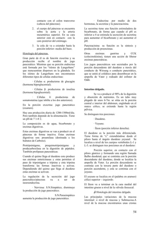 contacto con el colon transverso
(cabeza del páncreas).
2. el cuerpo del páncreas se encuentra
sobre la aorta y la arteria
mesentérica superior. En su cara
anterior está en contacto con la
cara posterior del estómago.
3. la cola de va a extender hasta la
porción inferior- media del bazo.
Histología del páncreas.
Gran parte de él es de función exocrina y su
producción recibe el nombre de jugo
pancreático. Mientras que su porción endocrina
está formada por los “islotes de Langerhans”
que reencuentran dispersos en la glándula. En
los islotes de Langerhans nos encontramos
diferentes tipos de células endocrinas:
∙ Células α: productoras de glucagón
(hormona hiperglucemial).
∙ Células β: productoras de insulina
(hormona hipoglucemial).
∙ Células δ: productoras de
somatostatina (que inhibe a los dos anteriores).
En la porción exocrina: jugo pancreático
(examen).
Hay una producción diaria de 1200-1500ml/día.
Pero también depende de la alimentación. Tiene
un pH de 7´1-8´2.
La composición es de agua, bicarbonato y
enzimas digestivas.
Estas enzimas digestivas se van a producir en el
páncreas de forma inactiva. Estas enzimas
digestivas son: proamilasa (destinada a los
hidratos de Carbono).
Protripsinógeno, proquimotripsinógeno y
prodecarboxilasa en la digestión de péptidos.
También prolipasas pancreáticas.
Cuando el quimo llega al duodeno esto produce
sus enzimas entericinasas y estas permiten el
paso de tripsinógeno a tripsina y esta tripsina
transforma las formas inactivas a activas.
Dependiendo del quimo que llega al duodeno
estas enzimas se activan.
La regulación de la secreción del jugo
pancreático/páncreas va a ser de
neuroendocrina.
∙ Nerviosa: S.N.Simpático, disminuye
la producción de jugo pancreático.
S.N.Parasimpático
aumenta la producción de jugo pancreático.
∙ Endocrina: por medio de dos
hormonas, la secretina y la pancreacinina.
La secretina tiene una función estimuladora de
bicarbonato, de forma que cuando el pH es
inferior a 4 se estimula la secreción de secretina
para aumentar el bicarbonato y así aumentar el
pH.
Pancreacinina: su función es la síntesis y
producción de proenzimas.
Otras enzimas: gastrina y CCK
(colecistokinina), tienen una acción de liberar
enzimas pancreáticas.
Los jugos pancreáticos son secretados por la
porción descendente del duodeno a través del
conducto de Wirsung o conducto pancreático,
que se unirá al colédoco para desembocar en la
ampolla de Vater y rodeado del esfínter de
Oddi.
Intestino delgado.
Se va a producir el 90% de la digestión
y absorción de nutrientes. Es un tubo muy
plegado de unos 6-7m. se sitúa en la porción
central e interior del abdomen, englobado en el
marco cólico, se extiende hasta la región
pélvica.
Se distinguen tres porciones:
∙ Duodeno.
∙ Yeyuno.
∙ Íleon (porción inferior derecha).
El duodeno es la porción más diferenciada.
Tiene forma de “c” extendiéndose desde el
píloro hasta el ángulo duodeno yeyunal. Se
localiza a nivel de los cuerpos vertebrales L-1 y
L-3. se distinguen tres porciones en el duodeno:
Porción superior, en contacto con el
píloro gástrico y formando una región llamada
Bulbo duodenal, que se continúa con la porción
descendente del duodeno, donde se localiza la
ampolla de Vater. La porción descendente se
continúa con la tercera parte del duodeno o
porción ascendente, y esta se continúa con el
yeyuno.
El yeyuno se localiza en el (palabra en arameo)
cólico superior – izquierdo.
El Ileon va a terminar en la cara medial del
intestino grueso a nivel de la válvula ileocecal.
♫ Histología del intestino delgado.
Las principales variaciones de la mucosa
intestinal: o nivel de mucosa y Submucosa.A
nivel de la mucosa encontramos unas crestas
54
 