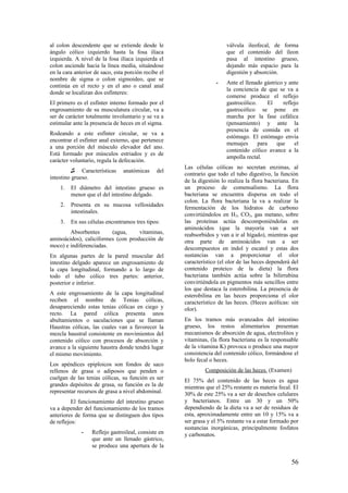 al colon descendente que se extiende desde le
ángulo cólico izquierdo hasta la fosa ilíaca
izquierda. A nivel de la fosa ilíaca izquierda el
colon asciende hacia la línea media, situándose
en la cara anterior de saco, esta porción recibe el
nombre de sigma o colon sigmoideo, que se
continúa en el recto y en el ano o canal anal
donde se localizan dos esfínteres:
El primero es el esfínter interno formado por el
engrosamiento de su musculatura circular, va a
ser de carácter totalmente involuntario y se va a
estimular ante la presencia de heces en el sigma.
Rodeando a este esfínter circular, se va a
encontrar el esfínter anal externo, que pertenece
a una porción del músculo elevador del ano.
Está formado por músculos estriados y es de
carácter voluntario, regula la defecación.
♫ Características anatómicas del
intestino grueso.
1. El diámetro del intestino grueso es
menor que el del intestino delgado.
2. Presenta en su mucosa vellosidades
intestinales.
3. En sus células encontramos tres tipos:
Absorbentes (agua, vitaminas,
aminoácidos), caliciformes (con producción de
moco) e indiferenciadas.
En algunas partes de la pared muscular del
intestino delgado aparece un engrosamiento de
la capa longitudinal, formando a lo largo de
todo el tubo cólico tres partes: anterior,
posterior e inferior.
A este engrosamiento de la capa longitudinal
reciben el nombre de Tenias cólicas,
desapareciendo estas tenias cólicas en ciego y
recto. La pared cólica presenta unos
abultamientos o saculaciones que se llaman
Haustras cólicas, las cuales van a favorecer la
mezcla haustral consistente en movimientos del
contenido cólico con procesos de absorción y
avance a la siguiente haustra donde tendrá lugar
el mismo movimiento.
Los apéndices epiploicos son fondos de saco
rellenos de grasa o adiposos que penden o
cuelgan de las tenias cólicas, su función es ser
grandes depósitos de grasa, su función es la de
representar recursos de grasa a nivel abdominal.
El funcionamiento del intestino grueso
va a depender del funcionamiento de los tramos
anteriores de forma que se distinguen dos tipos
de reflejos:
- Reflejo gastroileal, consiste en
que ante un llenado gástrico,
se produce una apertura de la
válvula ileofecal, de forma
que el contenido del íleon
pasa al intestino grueso,
dejando más espacio para la
digestión y absorción.
- Ante el llenado gástrico y ante
la conciencia de que se va a
comerse produce el reflejo
gastrocólico. El reflejo
gastrocólico se pone en
marcha por la fase cefálica
(pensamiento) y ante la
presencia de comida en el
estómago. El estómago envía
mensajes para que el
contenido cólico avance a la
ampolla rectal.
Las células cólicas no secretan enzimas, al
contrario que todo el tubo digestivo, la función
de la digestión lo realiza la flora bacteriana. En
un proceso de comensalismo. La flora
bacteriana se encuentra dispersa en todo el
colon. La flora bacteriana la va a realizar la
fermentación de los hidratos de carbono
convirtiéndolos en H2, CO2, gas metano, sobre
las proteínas actúa descomponiéndolas en
aminoácidos (que la mayoría van a ser
reabsorbidos y van a ir al hígado), mientras que
otra parte de aminoácidos van a ser
descompuestos en indol y escatol y estas dos
sustancias van a proporcionar el olor
característico (el olor de las heces dependerá del
contenido proteico de la dieta) la flora
bacteriana también actúa sobre la bilirrubina
convirtiéndola en pigmentos más sencillos entre
los que destaca la esterobilina. La presencia de
esterobilina en las heces proporciona el olor
característico de las heces. (Heces acólicas: sin
olor).
En los tramos más avanzados del intestino
grueso, los restos alimentarios presentan
mecanismos de absorción de agua, electrolitos y
vitaminas, (la flora bacteriana es la responsable
de la vitamina K) provoca o produce una mayor
consistencia del contenido cólico, formándose el
bolo fecal o heces.
Composición de las heces. (Examen)
El 75% del contenido de las heces es agua
mientras que el 25% restante es materia fecal. El
30% de este 25% va a ser de desechos celulares
y bacterianos. Entre un 30 y un 50%
dependiendo de la dieta va a ser de residuos de
esta, aproximadamente entre un 10 y 15% va a
ser grasa y el 5% restante va a estar formado por
sustancias inorgánicas, principalmente fosfatos
y carbonatos.
56
 