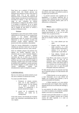 Estas heces van a producir el llenado de la
ampolla rectal, este llenado provoca una
distensión que estimula el avance cólico hacia la
ampolla rectal. Con lo que aumenta la
distensión rectal y se produce una relajación del
esfínter interno, esto provoca la conciencia de la
necesidad de defecar y ante esta conciencia
surge el acto voluntario de defecar
produciéndose la relajación del esfínter externo
y se produce la defecación. Si no se quiere
defecar las heces vuelven a quedar en el sigma y
ante la llegada de más heces se volverá a
producir la distensión rectal.
Peritoneo.
El peritoneo es una serosa que recubre vísceras
abdominales de forma que le van a proporcionar
sujeción a las paredes abdominales,
prácticamente todas las vísceras de la cavidad
abdominal se van a encontrar envueltas por
peritoneo excepto riñones, páncreas, cara
posterior del colon ascendente y descendente.
Todas las vísceras abdominales se encuentran
rodeadas por peritoneo menos por un sitio que
es por donde entran los nervios, venas, arterias.
Entre los múltiples pliegues del peritoneo hay
algunos con nombre específico como el
mesenterio que va a unir el intestino delgado a
la pared abdominal posterior, también
mesocolon que une el colon con el intestino
delgado y recibe el nombre de epiplón menor el
peritoneo que une la cara inferior de hígado al
estómago y epiplón mayor que recibe el nombre
de delantal de los epiplones y recubre porciones
del intestino delgado y la parte anterior de las
vísceras abdominales estando muy
abundantemente repleto de depósitos de grasa.
4. SISTEMA RENAL.
Que no es lo mismo que sistema urinario ya que
este solo se limitaría a la función de la orina.
Va a tener una doble función:
1. Pertenecer al sistema excretor,
junto con la piel, pulmones e
intestino grueso. En esta función
va a regular y controlar el
volumen, la composición y la
presión arterial de la sangre.
2. control de la producción de
Hematíes, por medio de la
eritropoyetina.
Como todo sistema, está formado por el aparato
renal y por estructuras neuroendocrinas que lo
van a regular.
- El aparato renal está formado por dos riñones,
dos uréteres, una vejiga y una uretra.La uretra es
el órgano que excreta la orina.
- La porción neuronal viene regulada por el
hipotálamo y la porción endocrina por el
sistema renina- angiotensina, que es el principal
regulador de la presión arterial, junto con la
aldosterona y eritropoyetina.
Riñones.
Son dos órganos, pares y simétricos que tienen
forma de habichuela o judía. Tienen una
longitud aproximada de 12 cm, con un ancho
5757de 7 cm y un grosor de 4cm.
Se localizan en ambas fosas lumbares a ambos
lados de la columna vertebral, entre la D-11 y
la L-3.
- Va a estar cubierto por tres
capas:
- Cápsula renal: formada por
tejido conectivo, va a estar
unido al órgano íntimamente y
cubierta a su vez por la
segunda capa o capa adiposa.
- Capa adiposa, formada por
abundante tejido adiposo.
Capa fibrosa, más externa, es la que lo
mantiene unido al resto de las
estructuras que lo rodean (diafragma,
intestinos y bazo). Esta fascia renal se
va a continuar con el ureter (también se
llama fascia renal a la capa fibrosa)♫
Principales relaciones anatómicas.
El riñón derecho está en una posición más baja
que el izquierdo (porque en el lado derecho está
el hígado).
♪ Riñón derecho: en su cara anterior va
a estar relacionado con la cara inferior del
hígado, con el ángulo cólico derecho y con la
porción descendente del duodeno.
♪ Riñón izquierdo: en la cara anterior
está relacionado con el ángulo cólico izquierdo,
pequeña porción de la curvatura del estómago y
páncreas.
La cara posterior de ambos riñones es común,
va a estar en contacto con el músculo cuadrado
lumbar a nivel de la 12 costilla flotante.
El borde externo del riñón derecho va a estar en
contacto con el hígado, mientras que el borde
externo del riñón izquierdo va a estar en
contacto con el bazo.
57
 