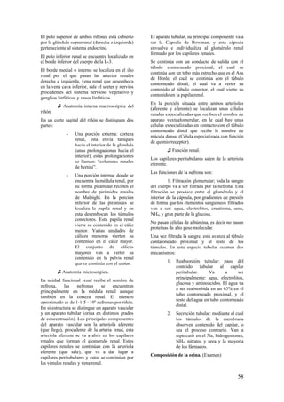 El polo superior de ambos riñones está cubierto
por la glándula suprarrenal (derecha e izquierda)
perteneciente al sistema endocrino.
El polo inferior renal se encuentra localizado en
el borde inferior del cuerpo de la L-3.
El borde medial o interno se localiza en el ilio
renal por el que pasan las arterias renales
derecha e izquierda, vena renal que desemboca
en la vena cava inferior, sale el ureter y nervios
procedentes del sistema nervioso vegetativo y
ganglios linfáticos y vasos linfáticos.
♫ Anatomía interna macroscópica del
riñón.
En un corte sagital del riñón se distinguen dos
partes:
- Una porción externa: corteza
renal, esta envía tabiques
hacia el interior de la glándula
(unas prolongaciones hacia el
interior), estas prolongaciones
se llaman: “columnas renales
de bertini”.
- Una porción interna: donde se
encuentra la médula renal, por
su forma piramidal reciben el
nombre de pirámides renales
de Malpighi. En la porción
inferior de las pirámides se
localiza la papila renal y en
esta desembocan los túmulos
conectores. Esta papila renal
vierte su contenido en el cáliz
menor. Varias unidades de
cálices menores vierten su
contenido en el cáliz mayor.
El conjunto de cálices
mayores van a verter su
contenido en la pelvis renal
que se continúa con el ureter.
♫ Anatomía microscópica.
La unidad funcional renal recibe el nombre de
nefrona, las nefronas se encuentran
principalmente en la médula renal aunque
también en la corteza renal. El número
aproximado es de 1-1´5 · 106
nefronas por riñón.
En si estructura se distingue un aparato vascular
y un aparato tubular (orina en distintos grados
de concentración). Los principales componentes
del aparato vascular son la arteriola aferente
(que llega), procedente de la arteria renal, esta
arteriola aferente se va a abrir en los capilares
renales que forman el glomérulo renal. Estos
capilares renales se continúan con la arteriola
eferente (que sale), que va a dar lugar a
capilares peritubulares y estos se continúan por
las vénulas renales y vena renal.
El aparato tubular, su principal componente va a
ser la Cápsula de Bowman, y esta cápsula
envuelve e individualiza al glomérulo renal
formado por los capilares renales.
Se continúa con un conducto de salida con el
túbulo contorneado proximal, el cual se
continúa con un tubo más estrecho que es el Asa
de Henle, el cual se continúa con el túbulo
contorneado distal, el cual va a verter su
contenido al túbulo conector, el cual vierte su
contenido en la papila renal.
En la porción situada entre ambos arteriolas
(aferente y eferente) se localizan unas células
renales especializadas que reciben el nombre de
aparato yuxtaglomerular, en le cual hay unas
células especializadas en contacto con el túbulo
contorneado distal que recibe le nombre de
mácula densa. (Célula especializada con función
de quimiorreceptor).
♫ Función renal.
Los capilares peritubulares salen de la arteriola
eferente.
Las funciones de la nefrona son:
1. Filtración glomerular; toda la sangre
del cuerpo va a ser filtrada por la nefrona. Esta
filtración se produce entre el glomérulo y el
interior de la cápsula, por gradientes de presión
de forma que los elementos sanguíneos filtrados
van a ser: agua, electrolitos, creatinina, urea,
NH4, y gran parte de la glucosa.
No pasan células de albúmina, es decir no pasan
proteínas de alto peso molecular.
Una vez filtrada la sangre, esta avanza al túbulo
contaroneado proximal y al resto de los
túmulos. En este espacio tubular ocurren dos
mecanismos:
1. Reabsorción tubular: paso del
conteido tubular al capilar
peritubular. Va a ser
principalmente: agua, electrolitos,
glucosa y aminoácidos. El agua va
a ser reabsorbida en un 65% en el
tubo contorneado proximal, y el
resto del agua en tubo contorneado
distal.
2. Secreción tubular: mediante el cual
los túmulos de la membrana
absorven contenido del capilar, o
sea el proceso contrario. Van a
repercutir en el Na, hidrogeniones,
NH4, nitratos y urea y la mayoría
de los fármacos.
Composición de la orina. (Examen)
58
 
