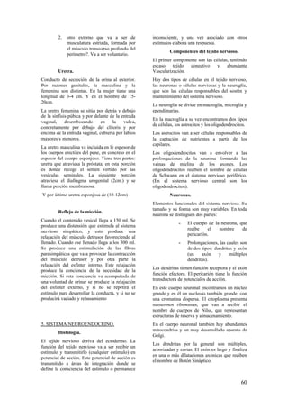 2. otro externo que va a ser de
musculatura estriada, formada por
el músculo transverso profundo del
perímetro?. Va a ser voluntario.
Uretra.
Conducto de secreción de la orina al exterior.
Por razones genitales, la masculina y la
femenina son distintas. En la mujer tiene una
longitud de 3-4 cm. Y en el hombre de 15-
20cm.
La uretra femenina se sitúa por detrás y debajo
de la sínfisis púbica y por delante de la entrada
vaginal, desembocando en la vulva,
concretamente por debajo del clítoris y por
encima de la entrada vaginal, cubierta por labios
mayores y menores.
La uretra masculina va incluida en le espesor de
los cuerpos erectiles del pene, en concreto en el
espesor del cuerpo esponjoso. Tiene tres partes:
uretra que atraviesa la próstata, en esta porción
es donde recoge el semen vertido por las
vesículas seminales. La siguiente porción
atraviesa el diafragma urogenital (2cm.) y se
llama porción membranosa.
Y por último uretra esponjosa de (10-12cm)
Reflejo de la micción.
Cuando el contenido vesical llega a 150 ml. Se
produce una distensión que estimula al sistema
nervioso simpático, y esto produce una
relajación del músculo detrusor favoreciendo al
llenado. Cuando ese llenado llega a los 300 ml.
Se produce una estimulación de las fibras
parasimpáticas que va a provocar la contracción
del músculo detrusor y por otra parte la
relajación del esfínter interno. Este relajación
produce la conciencia de la necesidad de la
micción. Si esta conciencia va acompañada de
una voluntad de orinar se produce la relajación
del esfínter externo, y si no se repetirá el
estímulo para desarrollar la conducta, y si no se
producirá vaciado y rebasamiento
5. SISTEMA NEUROENDOCRINO.
Histología.
El tejido nervioso deriva del ectodermo. La
función del tejido nervioso va a ser recibir un
estímulo y transmitirlo (cualquier estímulo) en
potencial de acción. Este potencial de acción es
transmitido a áreas de integración donde se
define la consciencia del estímulo o permanece
inconsciente, y una vez asociado con otros
estímulos elabora una respuesta.
Componentes del tejido nervioso.
El primer componente son las células, teniendo
escaso tejido conectivo y abundante
Vascularización.
Hay dos tipos de células en el tejido nervioso,
las neuronas o células nerviosas y la neuroglía,
que son las células responsables del sostén y
mantenimiento del sistema nervioso.
La neuroglía se divide en macroglía, microglía y
ependimarias.
En la macroglía a su vez encontramos dos tipos
de células, los astrocitos y los oligodendrocitos.
Los astrocitos van a ser células responsables de
la captación de nutrientes a partir de los
capilares.
Los oligodendrocitos van a envolver a las
prolongaciones de la neurona formando las
vainas de mielina de los axones. Los
oligodendrocitos reciben el nombre de células
de Schwann en el sistema nervioso periférico.
(En el sistema nervioso central son los
oligodendrocitos).
Neuronas.
Elementos funcionales del sistema nervioso. Su
tamaño y su forma son muy variables. En toda
neurona se distinguen dos partes:
- El cuerpo de la neurona, que
recibe el nombre de
pericarión.
- Prolongaciones, las cuales son
de dos tipos: dendritas y axón
(un axón y múltiples
dendritas).
Las dendritas tienen función receptora y el axón
función efectora. El pericarión tiene la función
transductora de potenciales de acción.
En este cuerpo neuronal encontramos un núcleo
grande y en él un nucleolo también grande, con
una cromatina dispersa. El citoplasma presenta
numerosos ribosomas, que van a recibir el
nombre de cuerpos de Nilss, que representan
estructuras de reserva y almacenamiento.
En el cuerpo neuronal también hay abundantes
mitocondrias y un muy desarrollado aparato de
Golgi.
Las dendritas por la general son múltiples,
arborizadas y cortas. El axón es largo y finaliza
en una o más dilataciones axónicas que reciben
el nombre de Botón Sináptico.
60
 