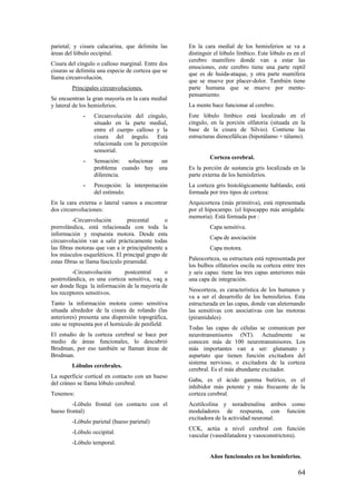 parietal; y cisura calacarina, que delimita las
áreas del lóbulo occipital.
Cisura del cíngulo o calloso marginal. Entre dos
cisuras se delimita una especie de corteza que se
llama circunvolución.
Principales circunvoluciones.
Se encuentran la gran mayoría en la cara medial
y lateral de los hemisferios.
- Circunvolución del cíngulo,
situado en la parte medial,
entre el cuerpo calloso y la
cisura del ángulo. Está
relacionada con la percepción
sensorial.
- Sensación: solucionar un
problema cuando hay una
diferencia.
- Percepción: la interpretación
del estímulo.
En la cara externa o lateral vamos a encontrar
dos circunvoluciones:
-Circunvolución precental o
prerrolándica, está relacionada con toda la
información y respuesta motora. Desde esta
circunvolución van a salir prácticamente todas
las fibras motoras que van a ir principalmente a
los músculos esqueléticos. El principal grupo de
estas fibras se llama fascículo piramidal.
-Circunvolución postcentral o
postrrolándica, es una corteza sensitiva, vaq a
ser donde llega la información de la mayoría de
los receptores sensitivos.
Tanto la información motora como sensitiva
situada alrededor de la cisura de rolando (las
anteriores) presenta una dispersión topográfica,
esto se representa por el hornículo de penfield.
El estudio de la corteza cerebral se hace por
medio de áreas funcionales, lo descubrió
Brodman, por eso también se llaman áreas de
Brodman.
Lóbulos cerebrales.
La superficie cortical en contacto con un hueso
del cráneo se llama lóbulo cerebral.
Tenemos:
-Lóbulo frontal (en contacto con el
hueso frontal)
-Lóbulo parietal (hueso parietal)
-Lóbulo occipital.
-Lóbulo temporal.
En la cara medial de los hemisferios se va a
distinguir el lóbulo límbico. Este lóbulo es en el
cerebro mamífero donde van a estar las
emociones, este cerebro tiene una parte reptil
que es de huida-ataque, y otra parte mamífera
que se mueve por placer-dolor. También tiene
parte humana que se mueve por mente-
pensamiento.
La mente hace funcionar al cerebro.
Este lóbulo límbico está localizado en el
cíngulo, en la porción olfatoria (situada en la
base de la cisura de Silvio). Contiene las
estructuras diencefálicas (hipotálamo + tálamo).
Corteza cerebral.
Es la porción de sustancia gris localizada en la
parte externa de los hemisferios.
La corteza gris histológicamente hablando, está
formada por tres tipos de corteza:
Arquicorteza (más primitiva), está representada
por el hipocampo. (el hipocappo más amígdala:
memoria). Está formada por :
Capa sensitiva.
Capa de asociación
Capa motora.
Paleocorteza, su estructura está representada por
los bulbos olfatorios oscila su corteza entre tres
y seis capas: tiene las tres capas anteriores más
una capa de integración.
Neocorteza, es característica de los humanos y
va a ser el desarrollo de los hemisferios. Esta
estructurada en las capas, donde van aleternando
las sensitivas con asociativas con las motoras
(piramidales).
Todas las capas de células se comunican por
neurotransmisores (NT). Actualmente se
conocen más de 100 neurotransmisores. Los
más importantes van a ser: glutamato y
aspartato que tienen función excitadora del
sistema nervioso, o excitadora de la corteza
cerebral. Es el más abundante excitador.
Gaba, es el ácido gamma butírico, es el
inhibidor más potente y más frecuente de la
corteza cerebral.
Acetilcolina y noradrenalina ambos como
moduladores de respuesta, con función
excitadora de la actividad neuronal.
CCK, actúa a nivel cerebral con función
vascular (vasodilatadora y vasoconstrictora).
Años funcionales en los hemisferios.
64
 