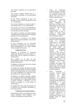 Área motora, localizada en la circunvolución
percentral.
Área sensitiva, también llamada área S1 o
somatestésica, localizada en la circunvolución
postcentral.
El área motora corresponde al área 4 de
Bowman, el área sensitiva corresponde al área
3, 2, 1 de Bowman.
Área visual, localizada en el polo occipital, y
corresponde al área 17, 18 y 19 de Bowman.
Área gustativa se localiza en la profundidad de
la cisura de Silvio, a nivel de la cisura central.
No tiene áreas verticales asociadas.
Área auditiva, se localiza en la región temporal
y pequeña porción del área parietal. Comprende
las áreas 41, 42 y 43 de Bowman.
Área olfatoria , se localiza en los lóbulos
frontales en la base del encéfalo, a nivel de los
bulbos olfatorios.
El área relacionada con las actividades
intelectuales y percepción de la consciencia, se
sitúan principalmente en la región orbitaria
frontal (o región orbitocentral).
Ganglios de la base.
Pertenecen al telencéfalo. Se encuentran
situados por debajo de la corteza cerebral y a
ambos lados del talo (tálamo) son núcleos o
manchas grises.
Estos ganglios de la base son tres
principalmente y reciben el nombre de candado,
putamen, globo pálido.
El candado es el más interno de los tres, situado
a ambos lados del tálamo.
El candado está separado del tálamo por fibras
de proyección que reciben el nombre de cápsula
interna. Esta cápsula interna une zona corticales
con zonas diencefálicas, con zonas del tronco
del encéfalo y con zonas de la médula.
El putamen es un núcleo intermedio, separado
por el candado por fibras de la cápsula interna y
que conjuntamente con el globo pálido forman
el núcleo lenticular o lentiforme. Los tres
núcleos en conjunto (c, p, go) forman el
cuerpoestriado.
Los ganglios de la base están relacionados con
el control de los movimientos involuntarios y
con el tono muscular.
Componente de la sustancia blanca.
Está formada por fibras o prolongaciones de los
cuerpos neuronales (tanto dendritas, como
axones). Se distinguen tres tipos de fibras:
- Fibras de proyección,
conectan porciones corticales
de los hemisferios con todas
las estructuras situadas por
debajo del cortex. Van a
formar la cápsula interna.
- Fibras de asociación,
interconectan zonas del
mismo hemisferio. Se
diferencian en fibras cortas y
fibras largas. Las fibras cortas
interconectan zonas cercanas
corticales de unas
circunvoluciones a otras
(forman como un arco y
también se llaman fibras
arciformes), interconectan
todo el hemisferio entre sí.
- Las fibras largas interconectan
lóbulos del mismo hemisferio
siendo los principales
componentes de estas fibras
largas el haz o fascículo
unciforme que une porciones
del lóbulo frontal con
porciones del lóbulo temporal;
fascículo longitudinal
superior, que va a
interconectar zonas del lóbulo
central con zonas de lóbulo
occipital y ramificación al
lóbulo parietal; fascículo
longitudinal inferior, que
interconecta áreas frontales y
temporales con áreas
occipitales; haz cíngulo, que
interconecta porciones del
lóbulo frontal con el lóbulo
parietal e hipocampo. (situado
en lóbulo temporal).
- Fibras comisurales o
comisuras, conectan partes
cerebrales de ambos
hemisferios (une puntos
simétricos de distintos
hemisferios). La principal es
el cuerpo calloso situado en la
profundidad de la cisura
interhemisférica, conecta
entre si, ambos hemisferios
cerebrales. También está la
comisura anterior que es un
conjunto de fibras que van a
conectar los bulbos olfatorios
de ambos hemisferios. La
comisura posterior va a
interconectar porciones de la
glándula pineal en ambos
hemisferios.
65
 