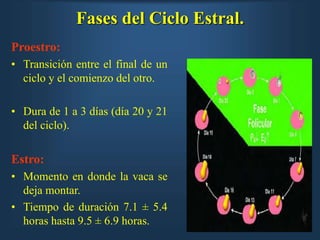Proestro anatomia y fisiologia aparato reproductor vaca ppt.ppt