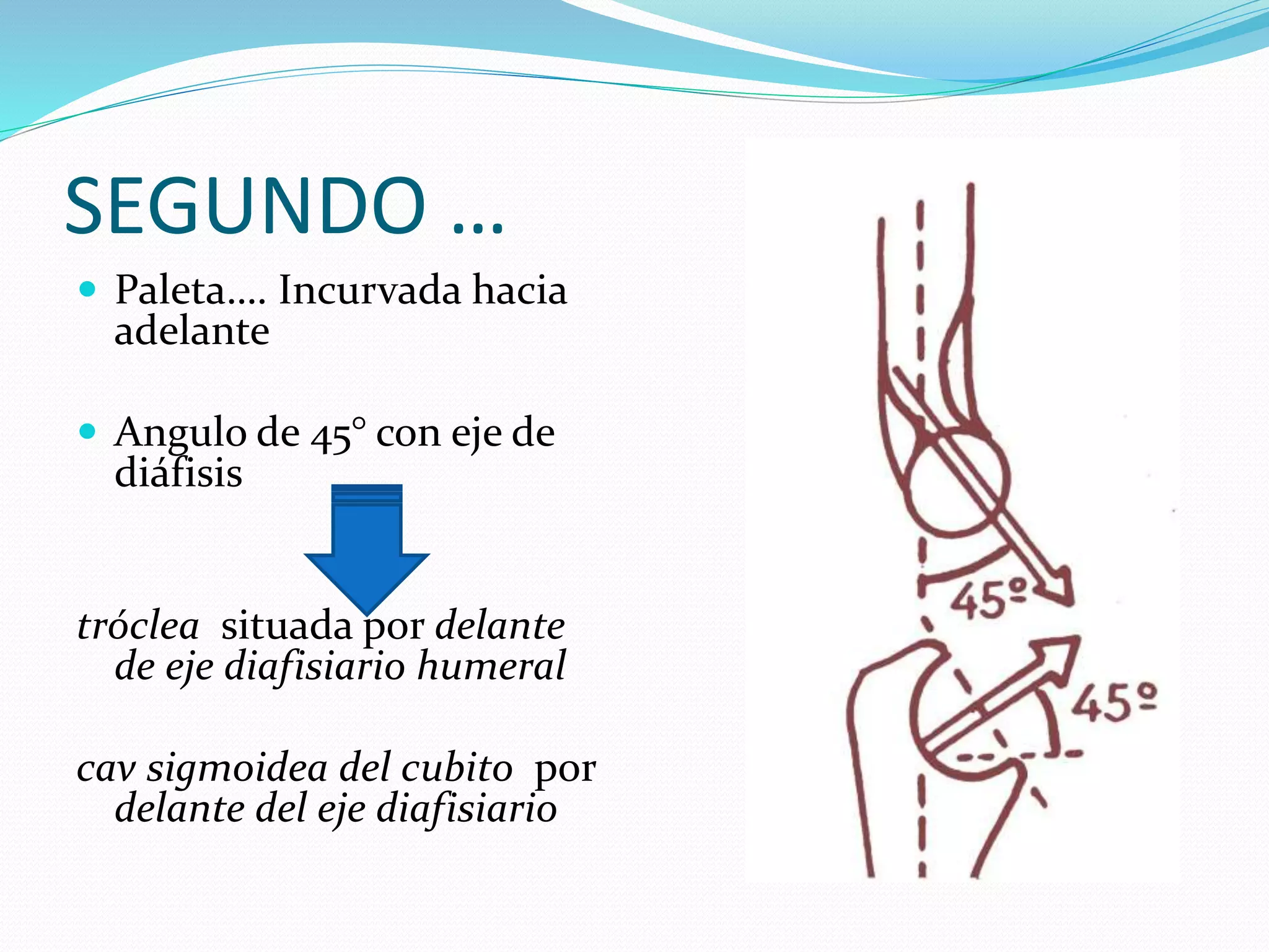 Anatomia y fisiologia articular del codo | PPTX