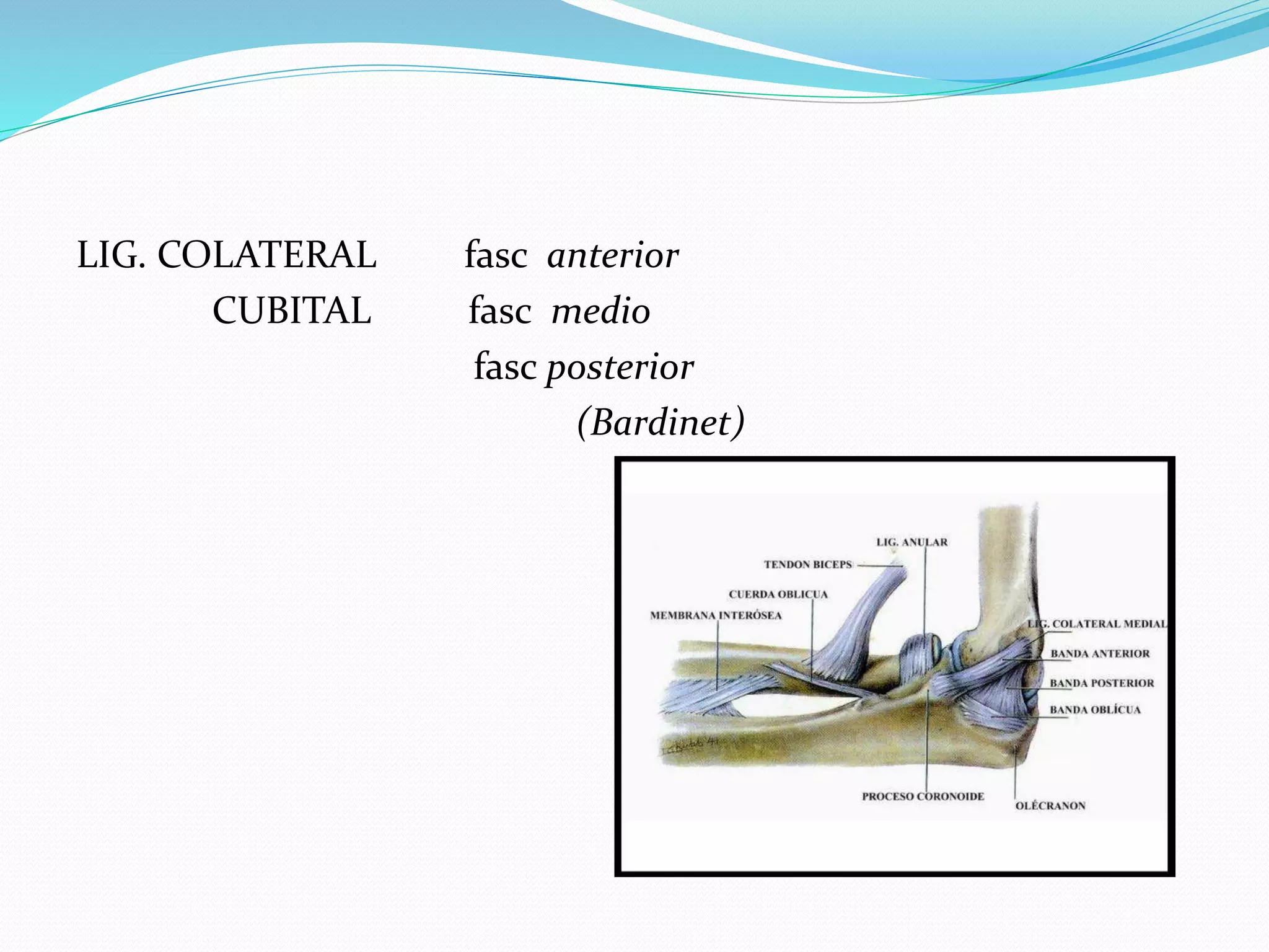 Anatomia y fisiologia articular del codo | PPTX