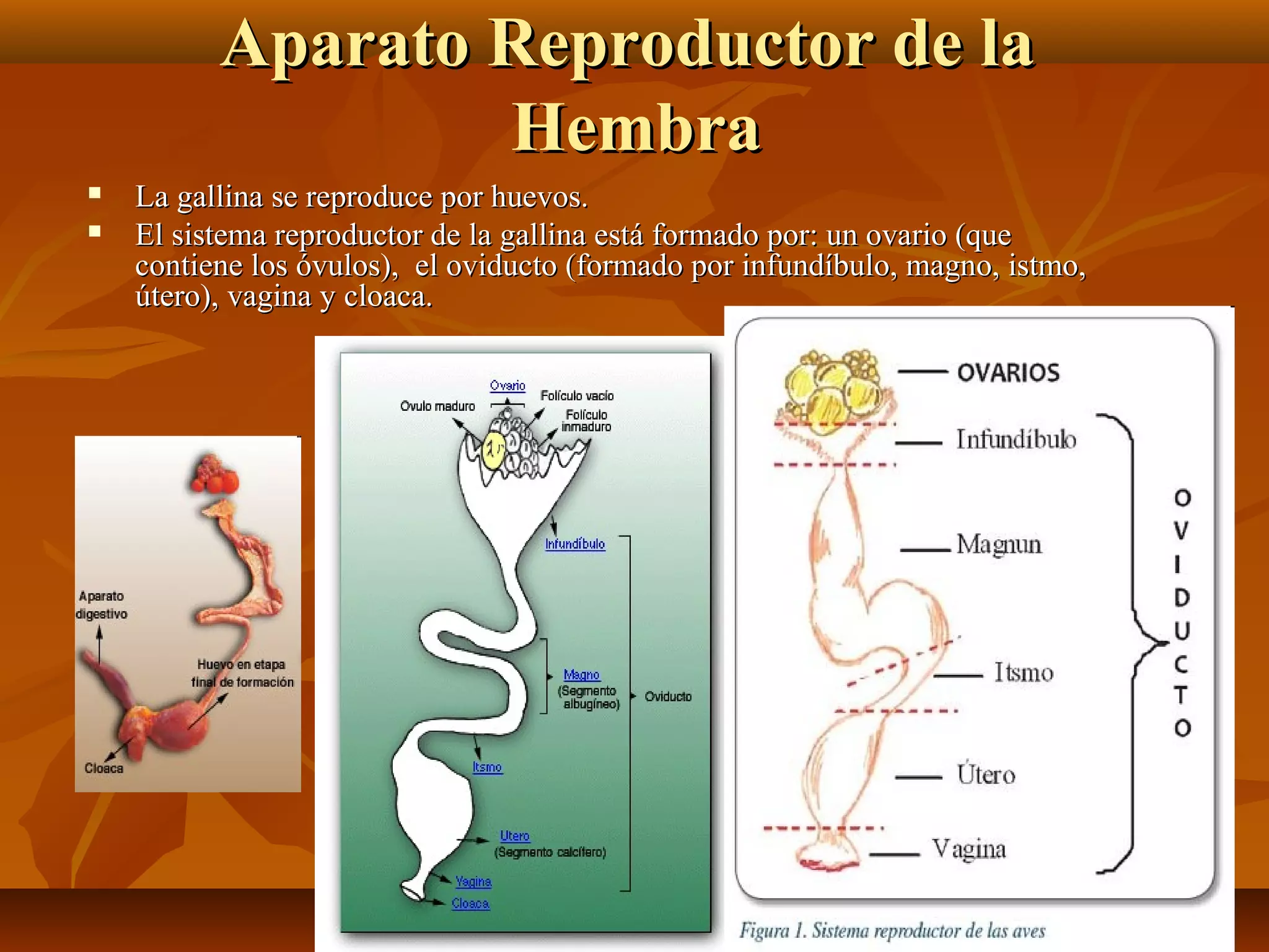 Aparato Reproductor de laAparato Reproductor de la
HembraHembra
 La gallina se reproduce por huevos.La gallina se reproduce por huevos.
 El sistema reproductor de la gallina está formado por: un ovario (queEl sistema reproductor de la gallina está formado por: un ovario (que
contiene los óvulos), el oviducto (formado por infundíbulo, magno, istmo,contiene los óvulos), el oviducto (formado por infundíbulo, magno, istmo,
útero), vagina y cloaca.útero), vagina y cloaca.
 