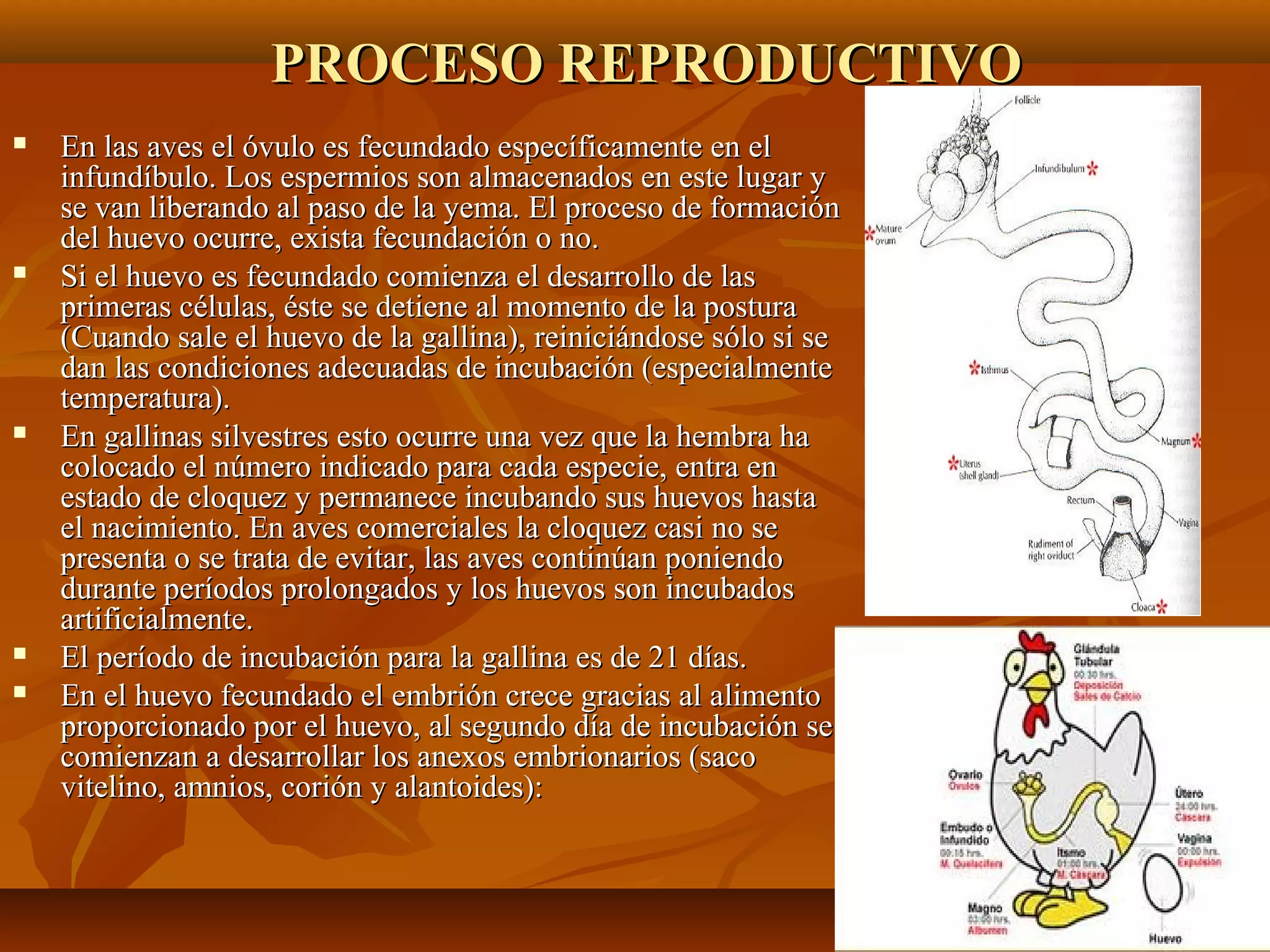 PROCESO REPRODUCTIVOPROCESO REPRODUCTIVO
 En las aves el óvulo es fecundado específicamente en elEn las aves el óvulo es fecundado específicamente en el
infundíbulo. Los espermios son almacenados en este lugar yinfundíbulo. Los espermios son almacenados en este lugar y
se van liberando al paso de la yema. El proceso de formaciónse van liberando al paso de la yema. El proceso de formación
del huevo ocurre, exista fecundación o no.del huevo ocurre, exista fecundación o no.
 Si el huevo es fecundado comienza el desarrollo de lasSi el huevo es fecundado comienza el desarrollo de las
primeras células, éste se detiene al momento de la posturaprimeras células, éste se detiene al momento de la postura
(Cuando sale el huevo de la gallina), reiniciándose sólo si se(Cuando sale el huevo de la gallina), reiniciándose sólo si se
dan las condiciones adecuadas de incubación (especialmentedan las condiciones adecuadas de incubación (especialmente
temperatura).temperatura).
 En gallinas silvestres esto ocurre una vez que la hembra haEn gallinas silvestres esto ocurre una vez que la hembra ha
colocado el número indicado para cada especie, entra encolocado el número indicado para cada especie, entra en
estado de cloquez y permanece incubando sus huevos hastaestado de cloquez y permanece incubando sus huevos hasta
el nacimiento. En aves comerciales la cloquez casi no seel nacimiento. En aves comerciales la cloquez casi no se
presenta o se trata de evitar, las aves continúan poniendopresenta o se trata de evitar, las aves continúan poniendo
durante períodos prolongados y los huevos son incubadosdurante períodos prolongados y los huevos son incubados
artificialmente.artificialmente.
 El período de incubación para la gallina es de 21 días.El período de incubación para la gallina es de 21 días.
 En el huevo fecundado el embrión crece gracias al alimentoEn el huevo fecundado el embrión crece gracias al alimento
proporcionado por el huevo, al segundo día de incubación seproporcionado por el huevo, al segundo día de incubación se
comienzan a desarrollar los anexos embrionarios (sacocomienzan a desarrollar los anexos embrionarios (saco
vitelino, amnios, corión y alantoides):vitelino, amnios, corión y alantoides):
 