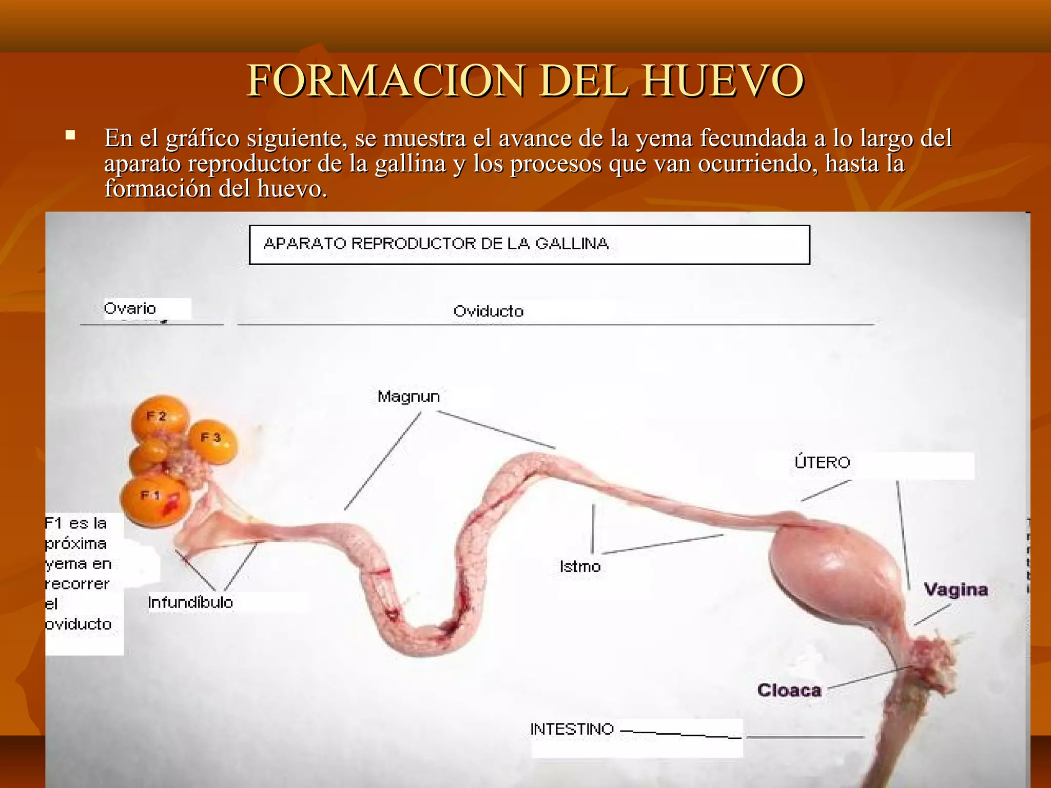 FORMACION DEL HUEVOFORMACION DEL HUEVO
 En el gráfico siguiente, se muestra el avance de la yema fecundada a lo largo delEn el gráfico siguiente, se muestra el avance de la yema fecundada a lo largo del
aparato reproductor de la gallina y los procesos que van ocurriendo, hasta laaparato reproductor de la gallina y los procesos que van ocurriendo, hasta la
formación del huevo.formación del huevo.
 